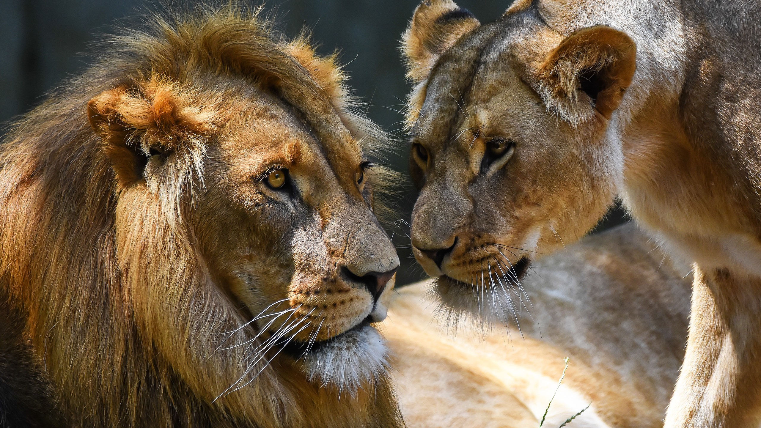 Romantic Lion Couple Wallpapers