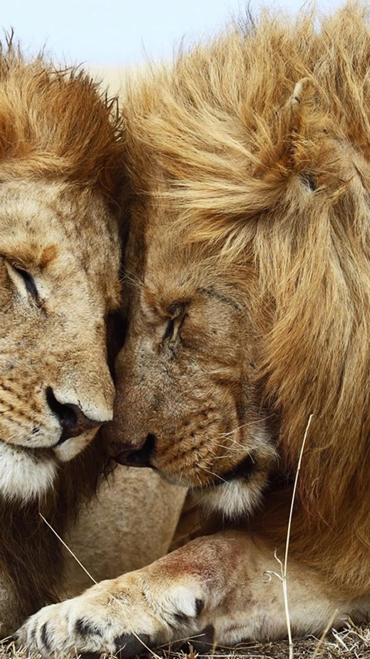 Romantic Lion Couple Wallpapers