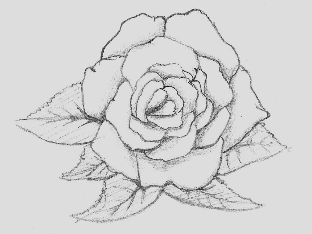 Rose Drawing Wallpapers