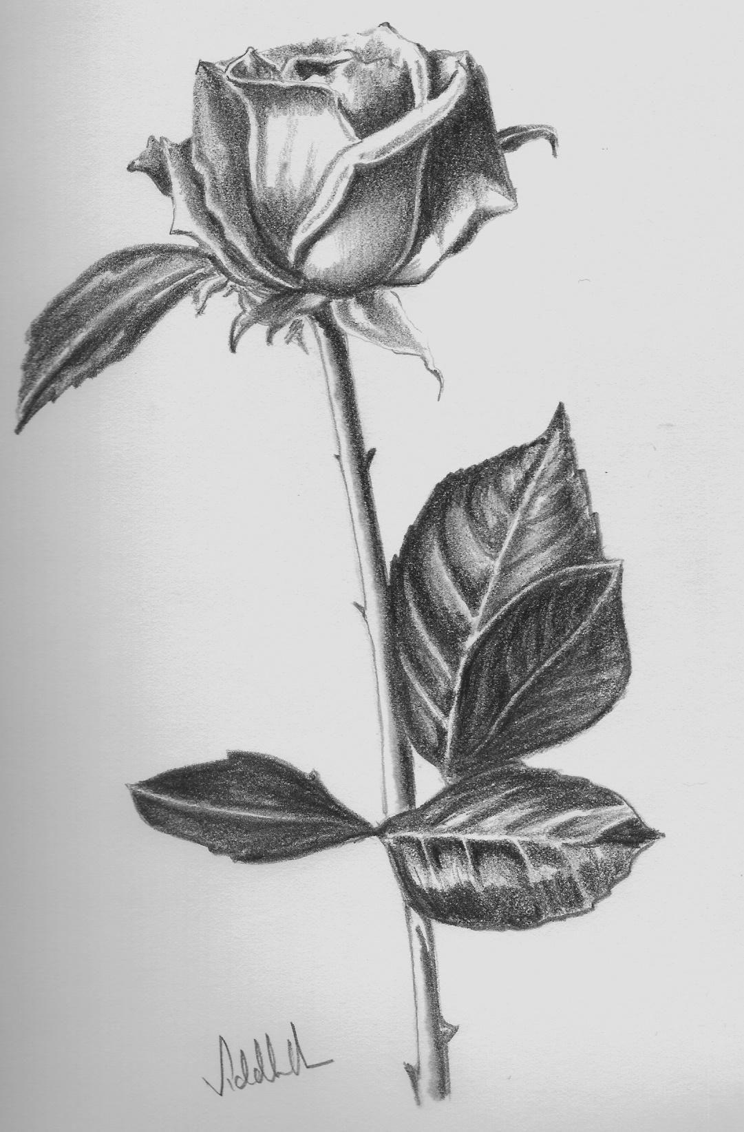 Rose Drawing Wallpapers