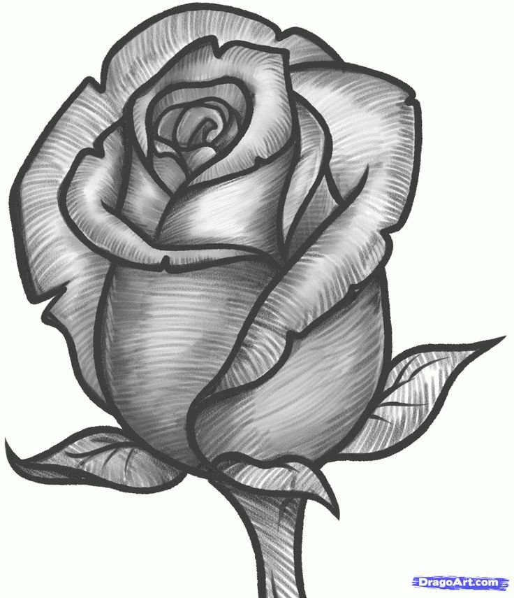 Rose Drawing Wallpapers