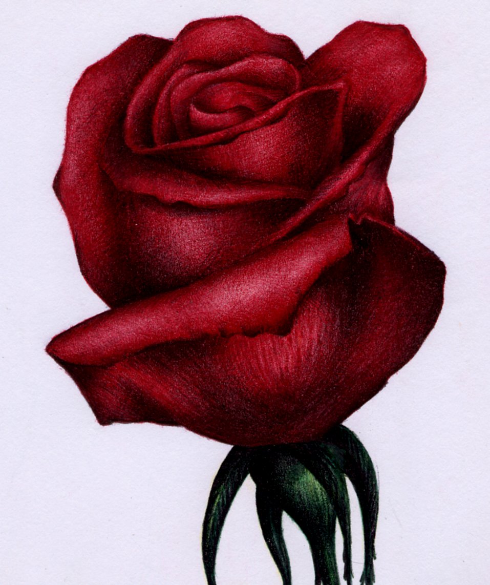 Rose Drawing Wallpapers