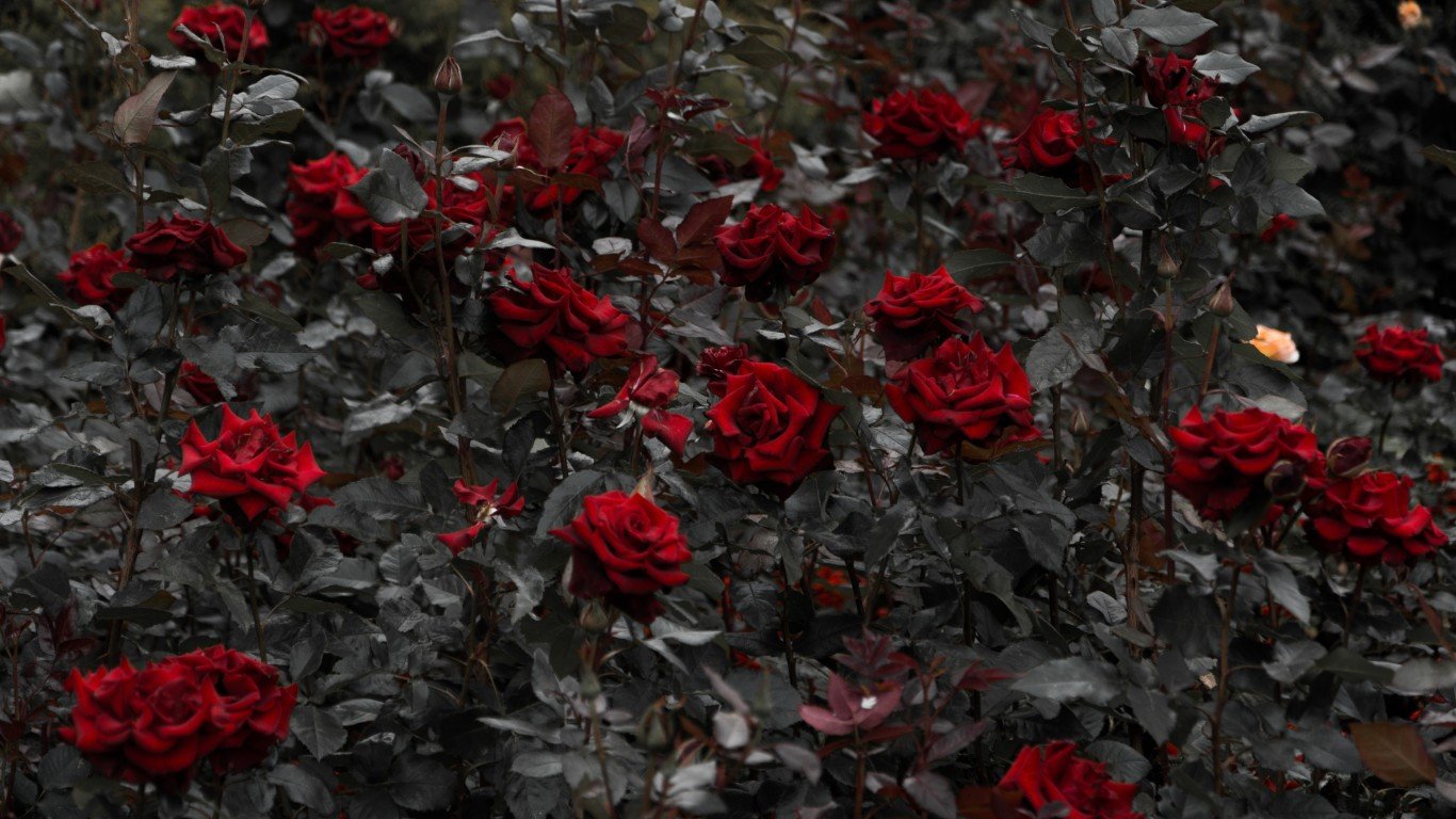 Rose For Laptop Wallpapers