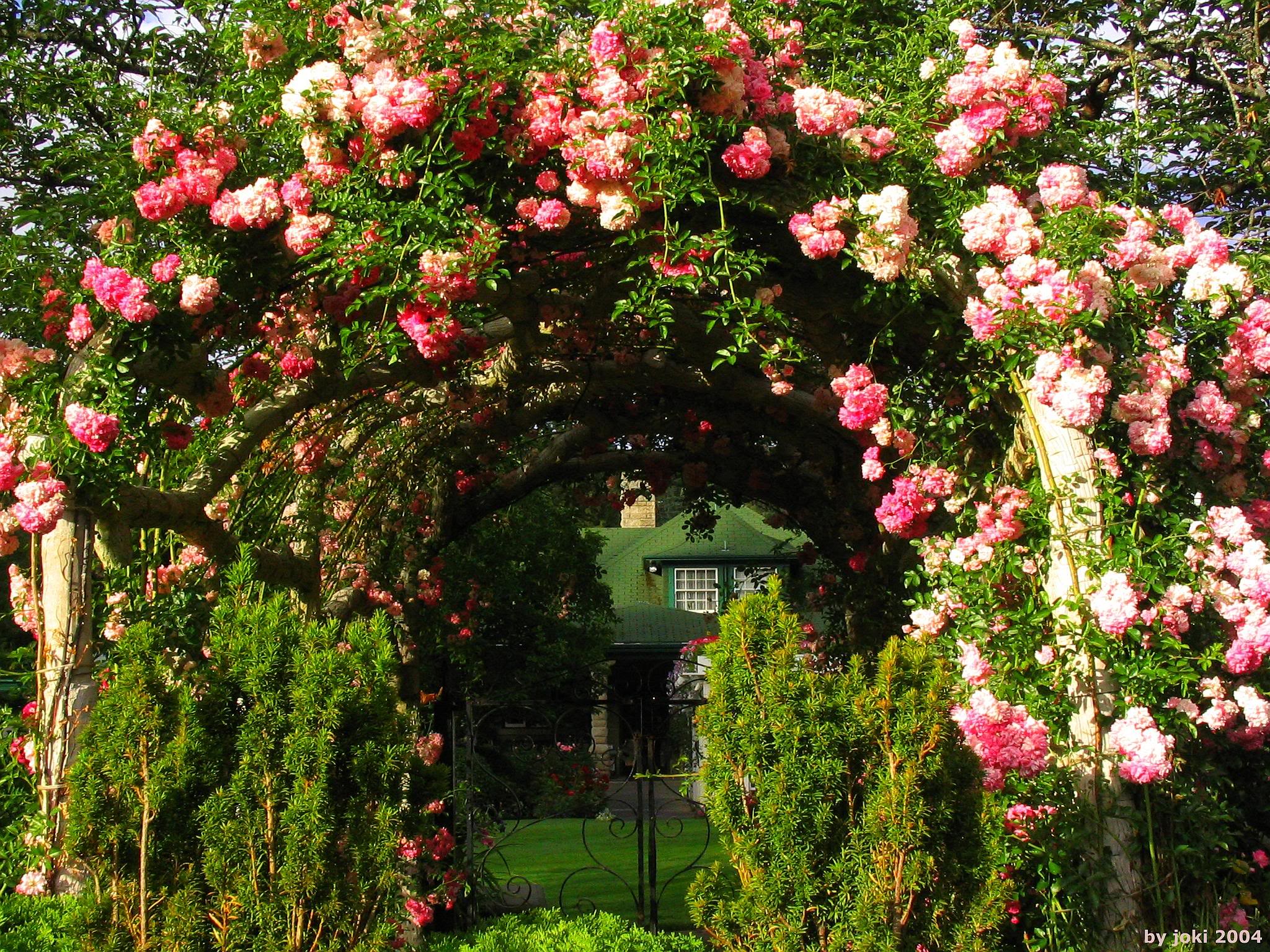 Rose Garden Wallpapers