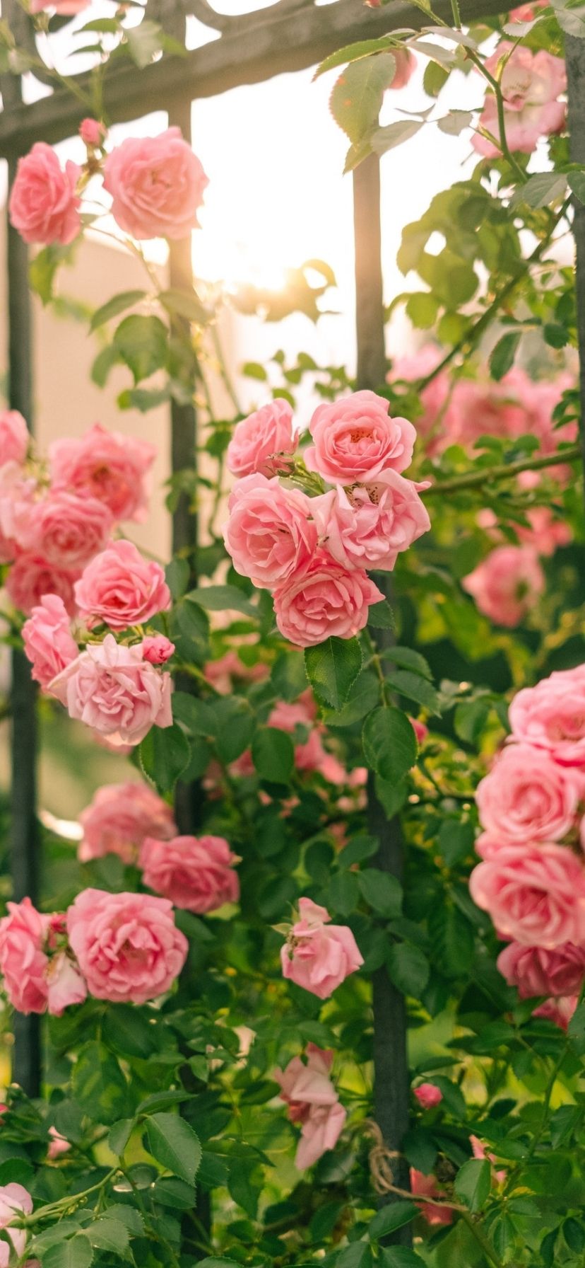 Rose Garden Wallpapers