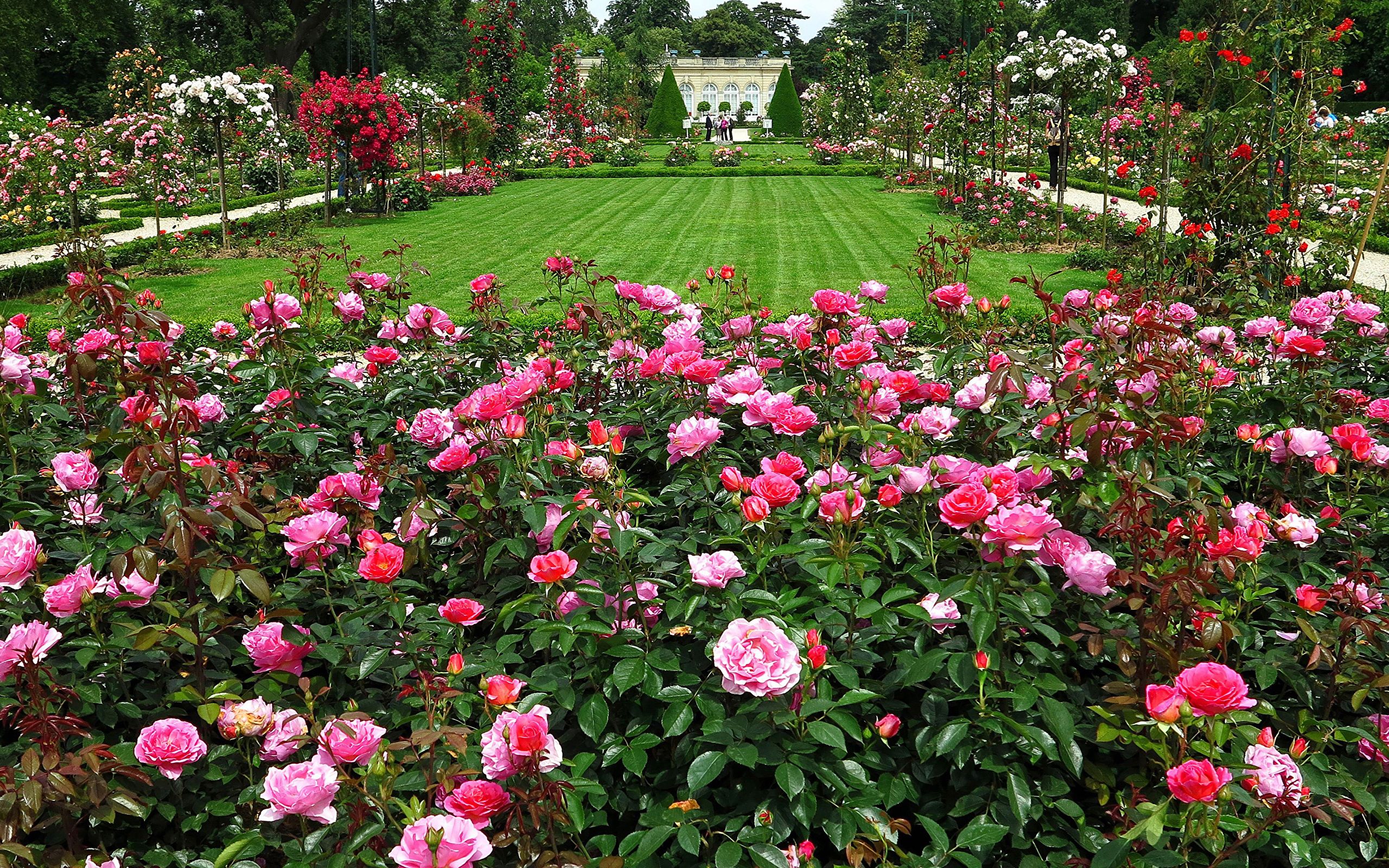 Rose Gardens Wallpapers