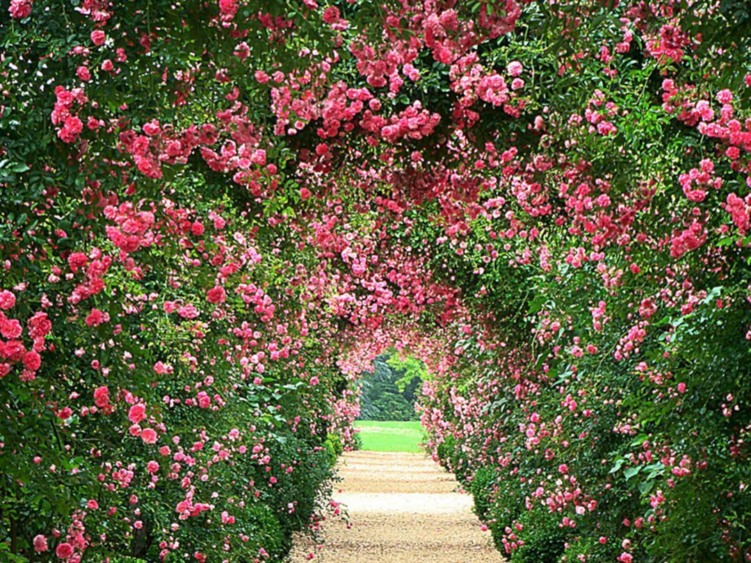 Rose Gardens Wallpapers