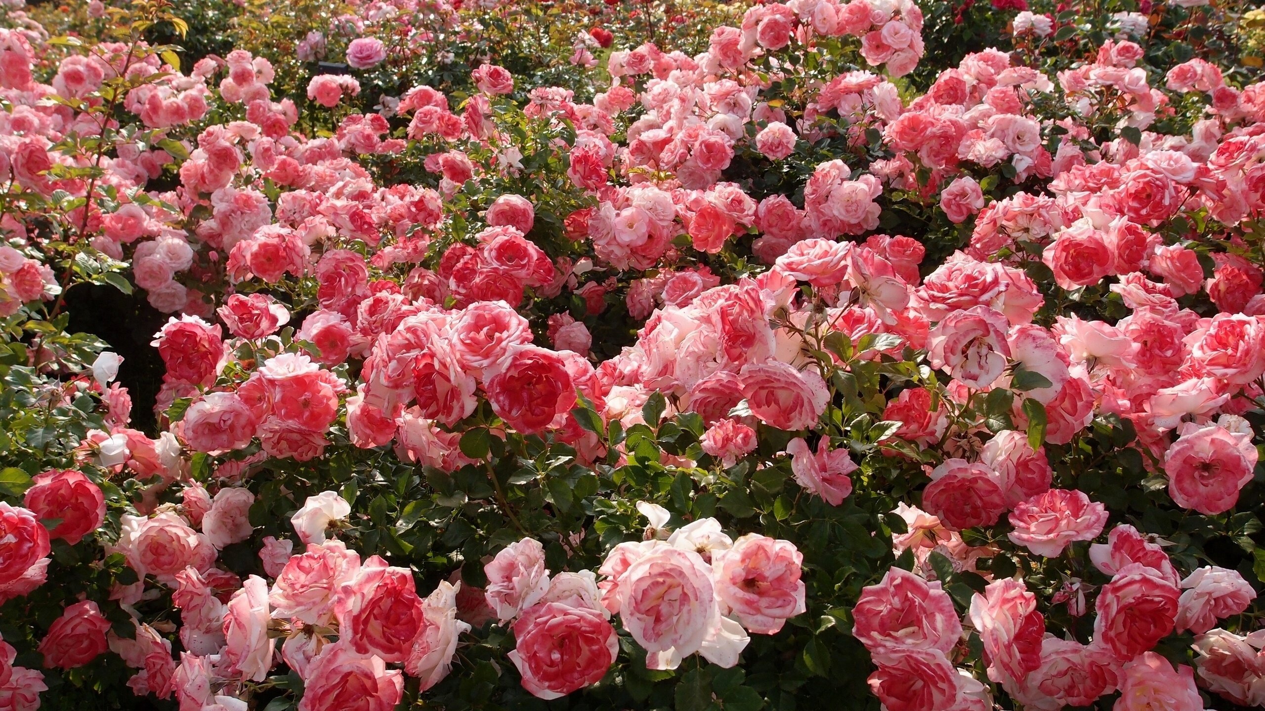 Rose Gardens Wallpapers