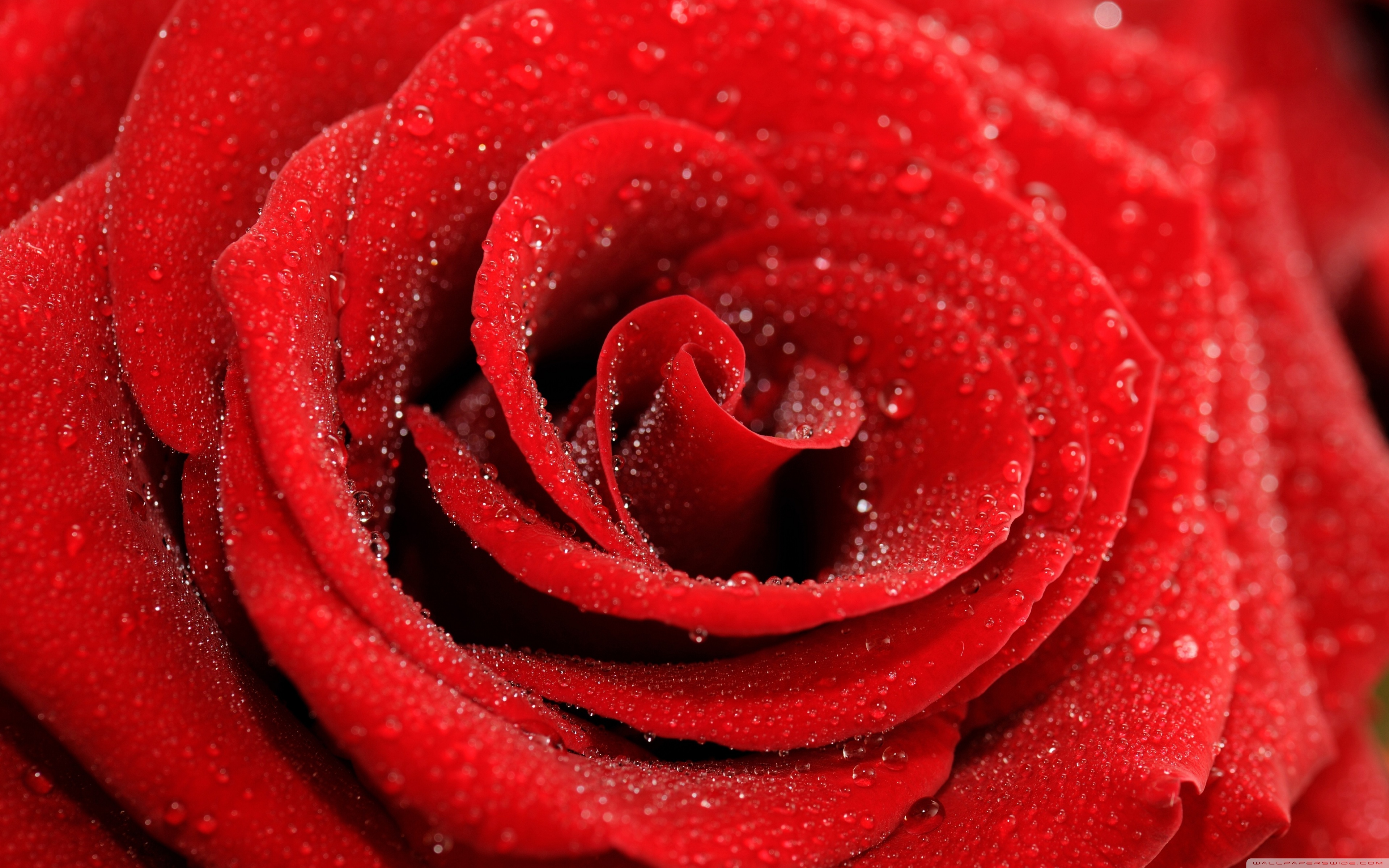 Rose Macro Wallpapers