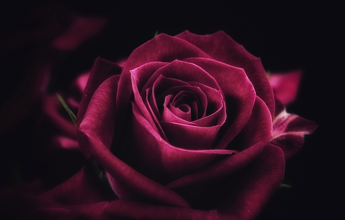 Rose Macro Wallpapers