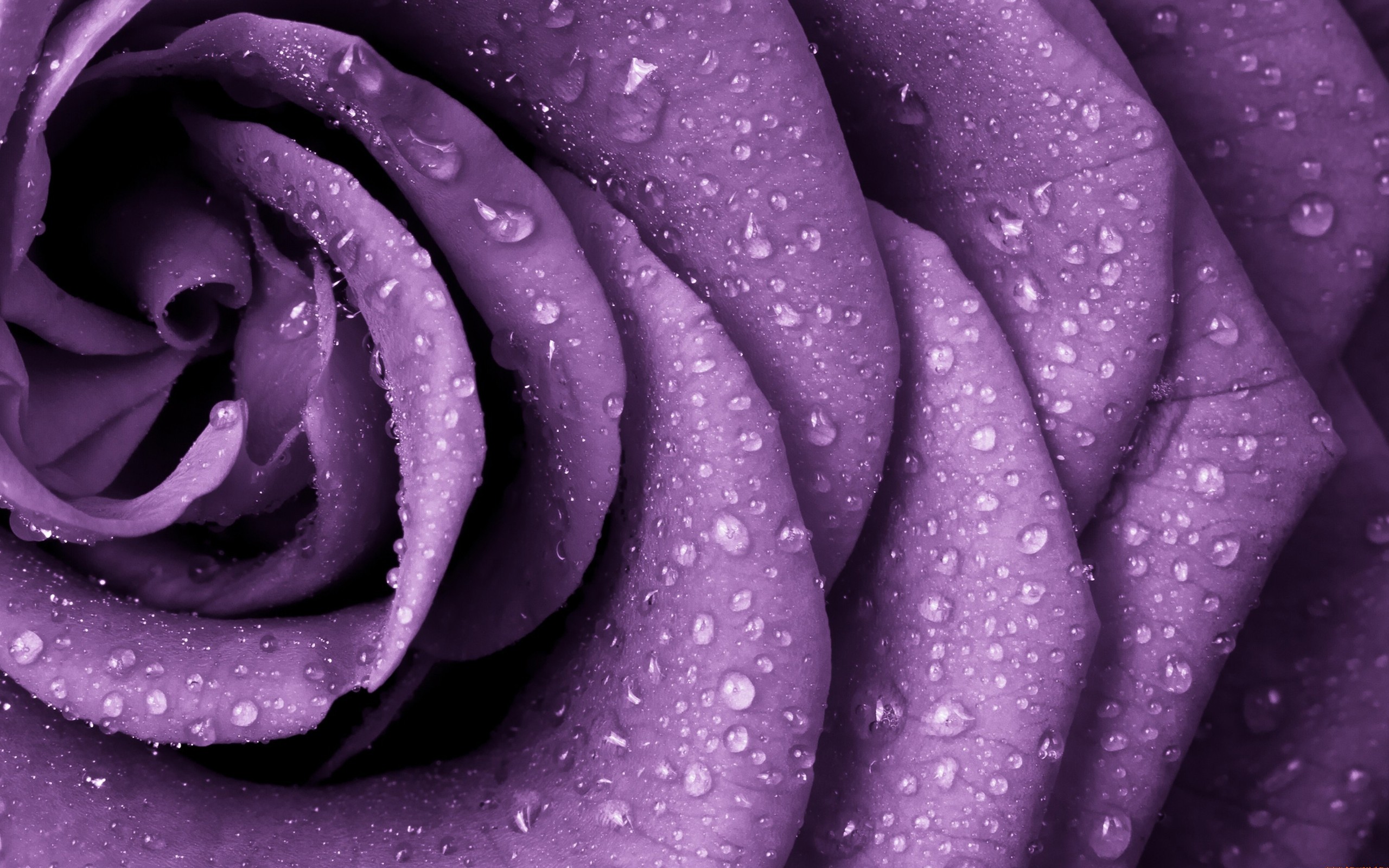 Rose Macro Wallpapers