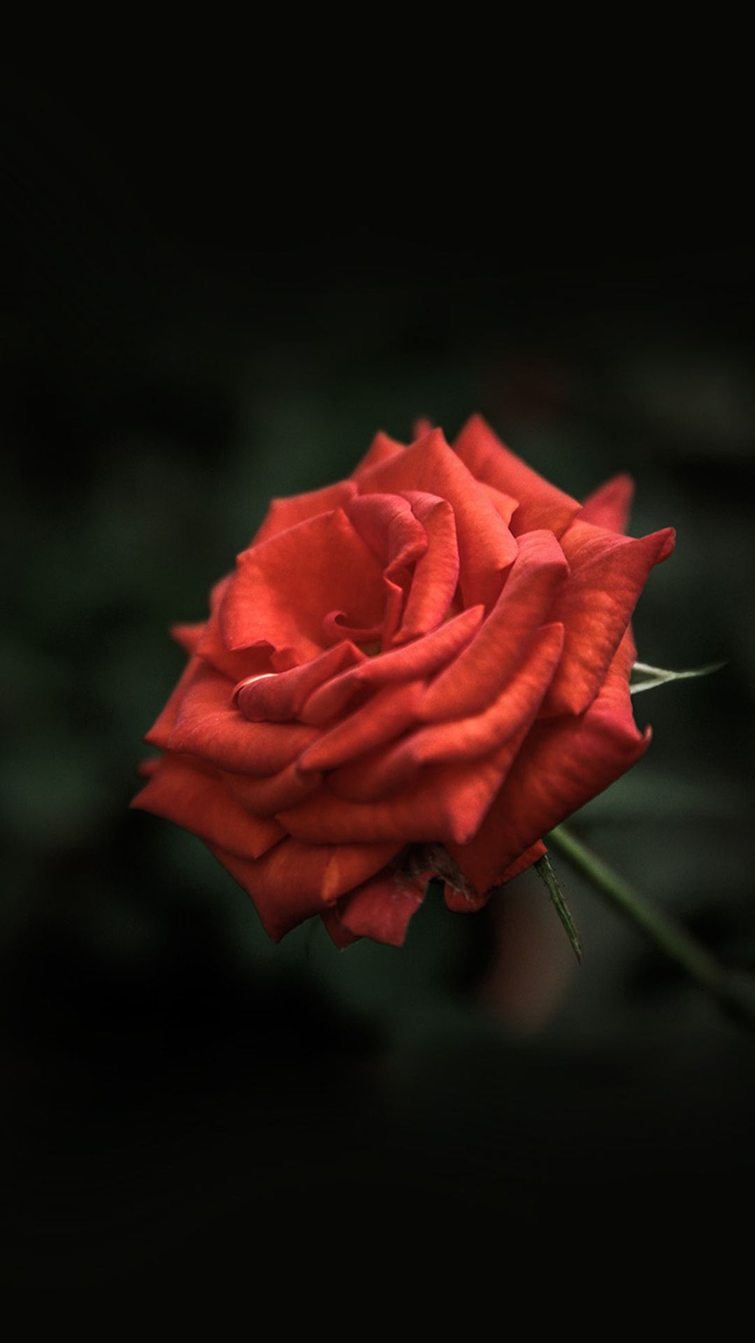 Rose Macro Wallpapers