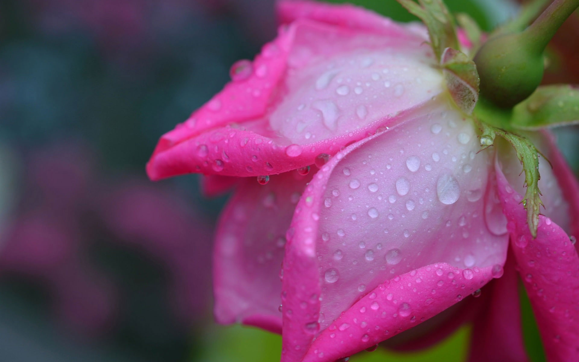 Rose Macro Wallpapers