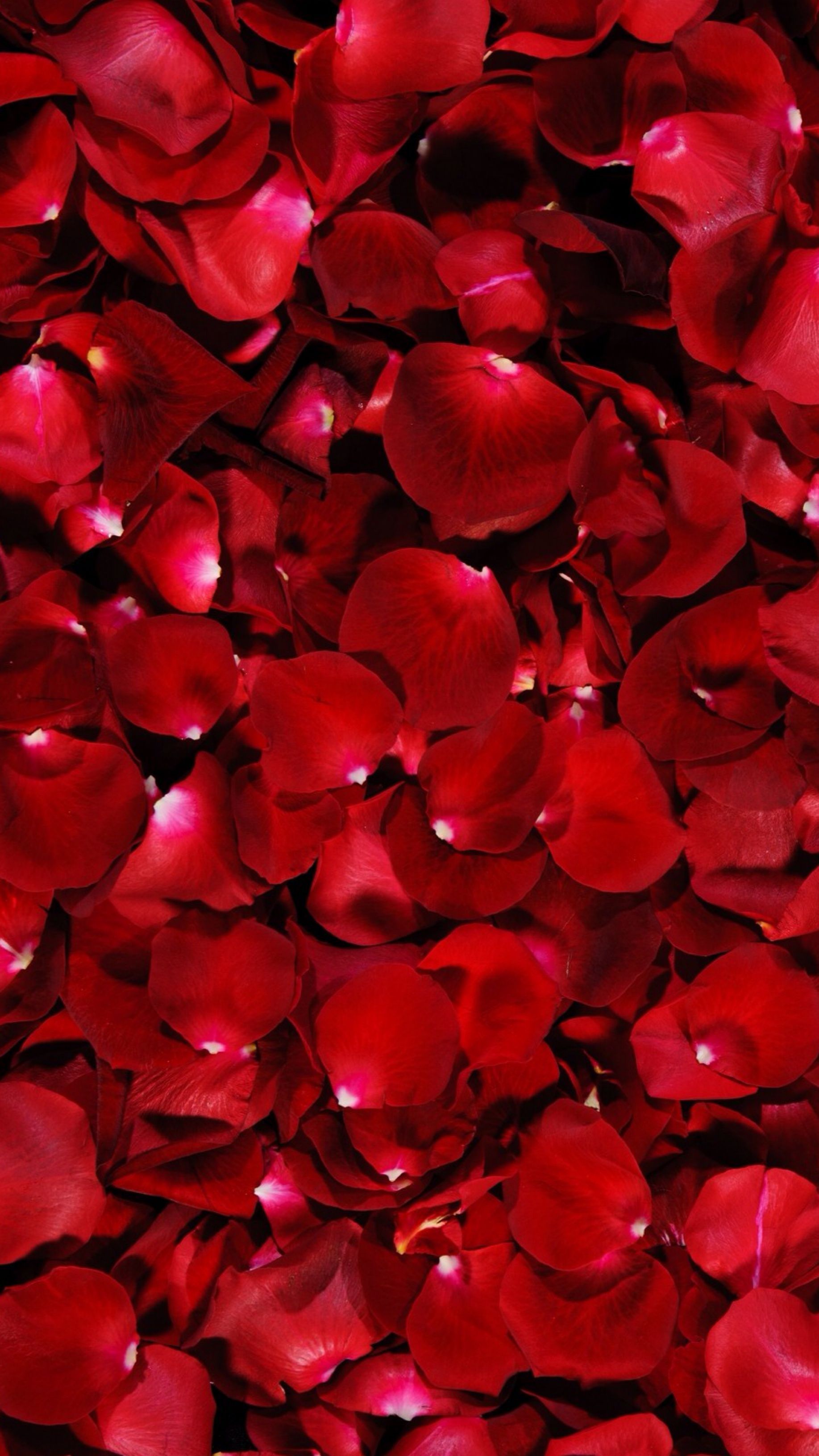 Rose Petals Wallpapers