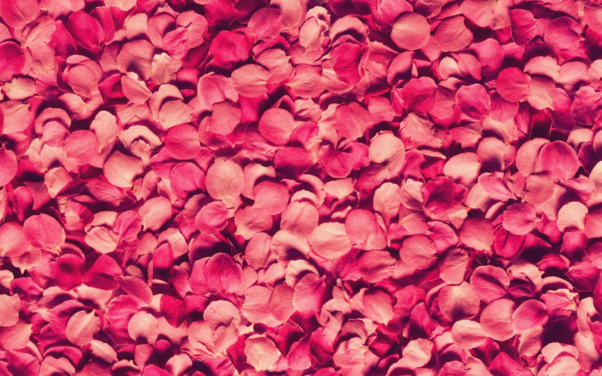 Rose Petals Wallpapers