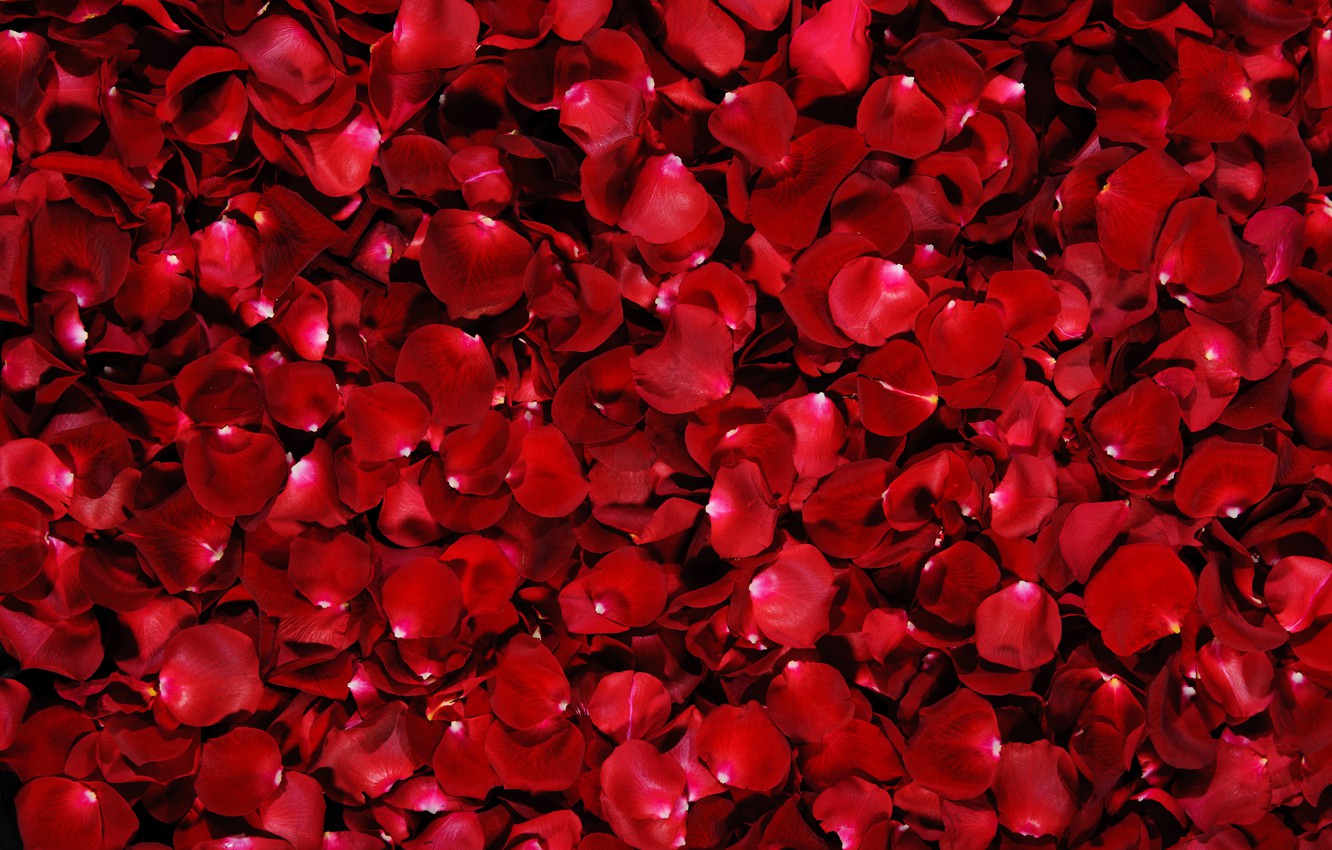 Rose Petals Wallpapers