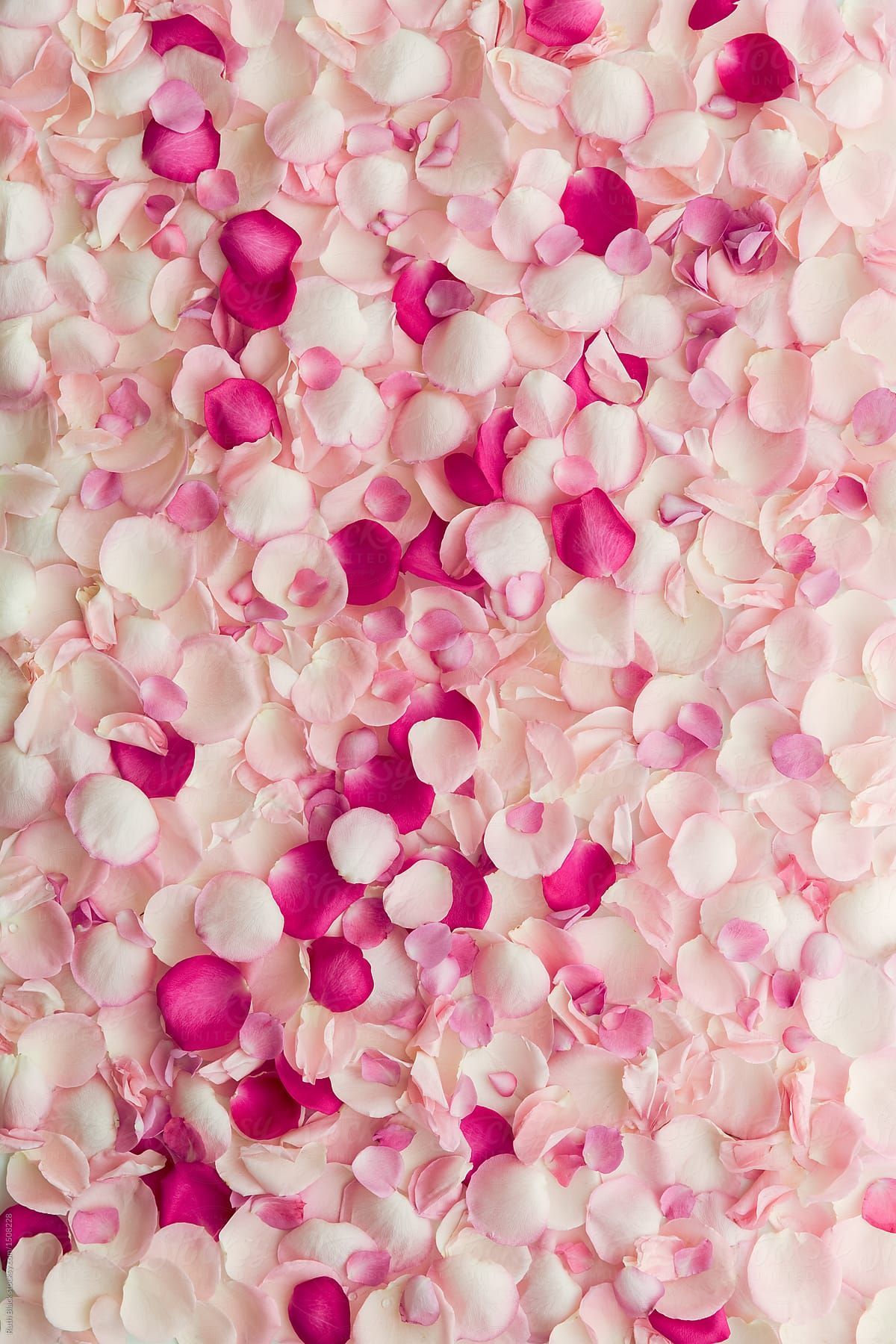 Rose Petals Wallpapers