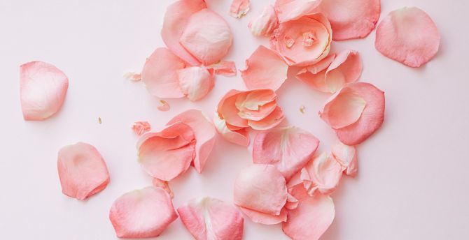 Rose Petals Wallpapers