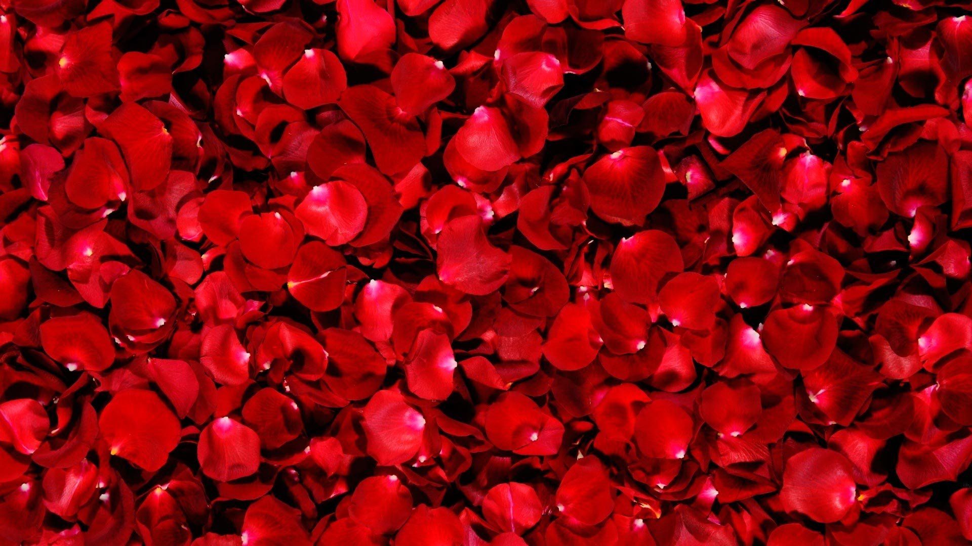 Rose Petals Wallpapers