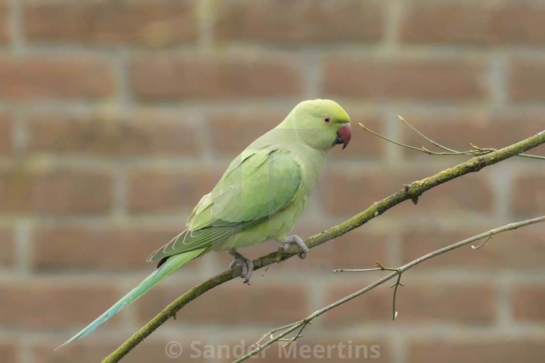 Rose-Ringed Parakeet Wallpapers