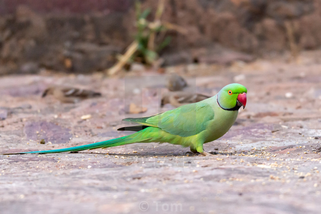 Rose-Ringed Parakeet Wallpapers