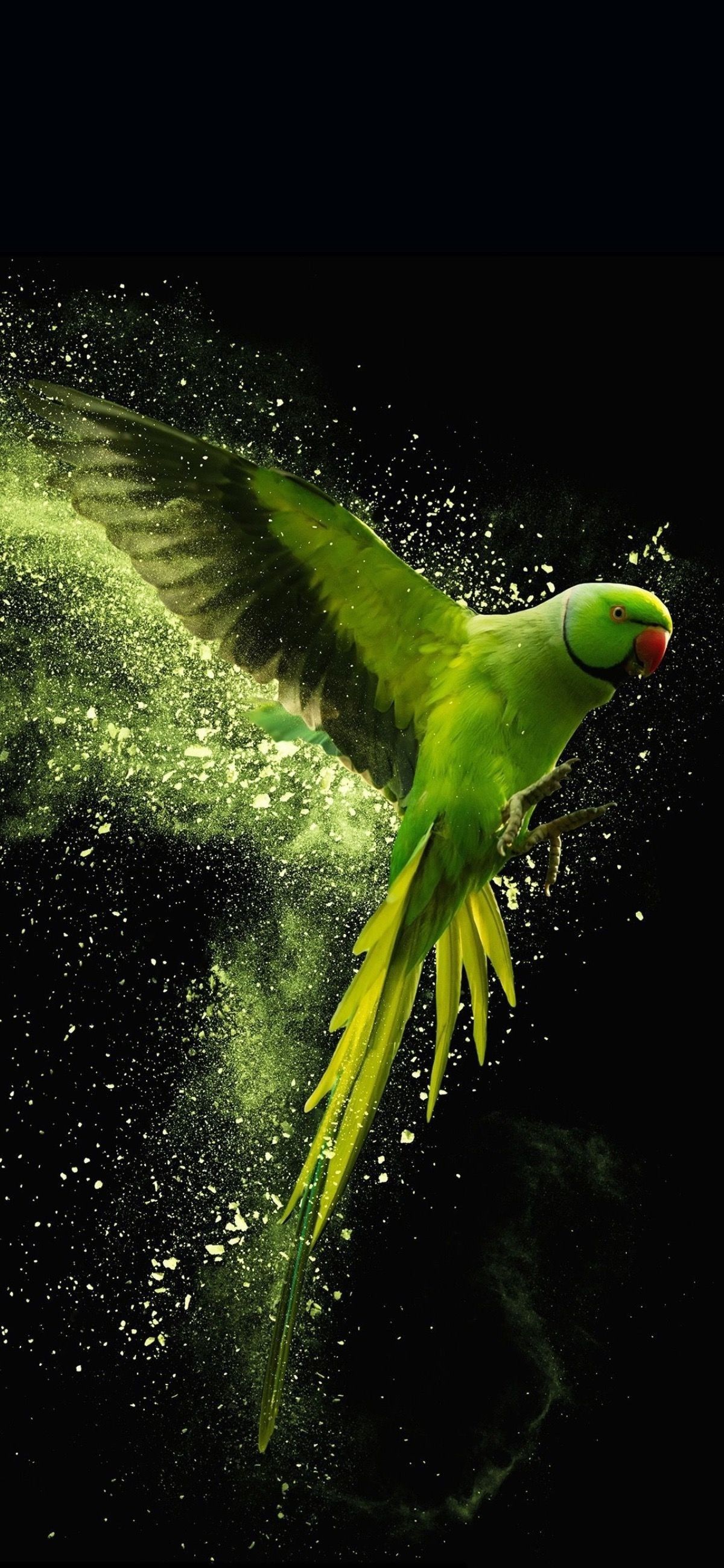 Rose-Ringed Parakeet Wallpapers