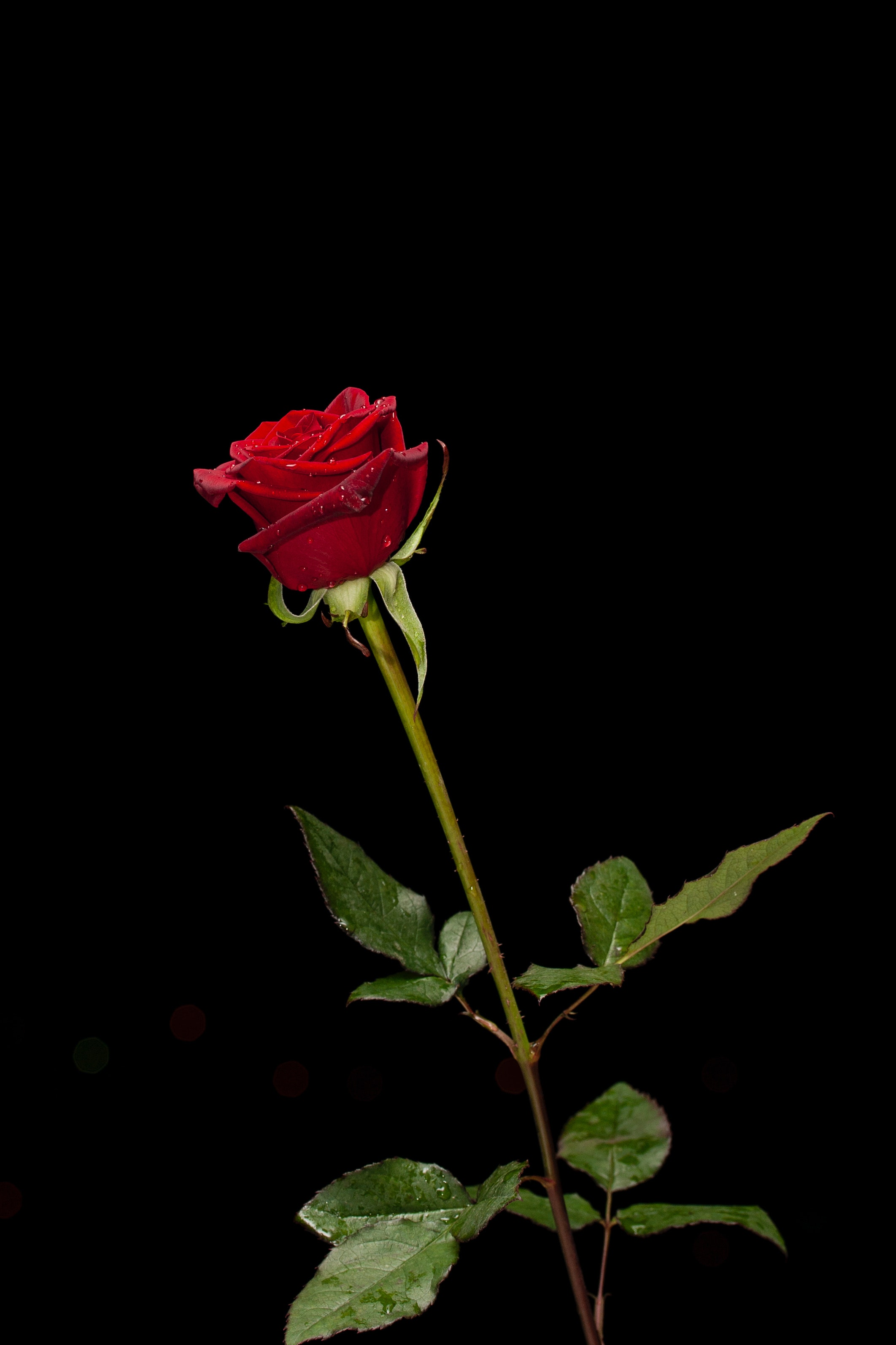 Rose Wallpapers