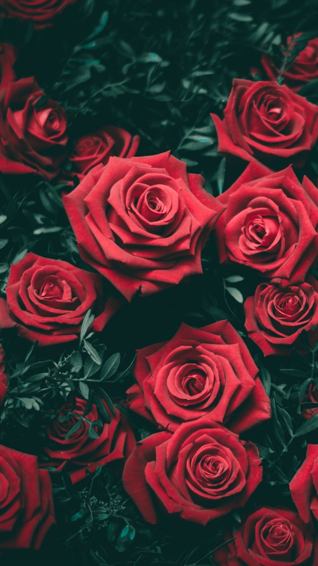 Rose Wallpapers