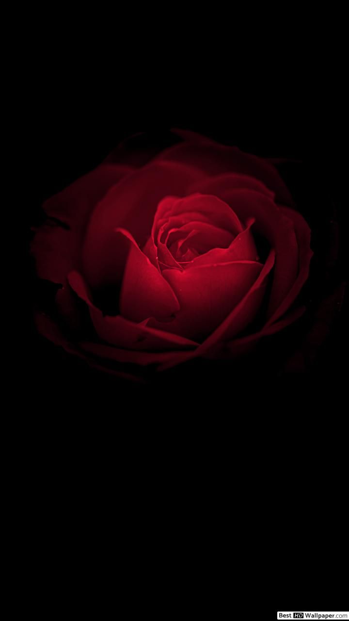 Rose Wallpapers