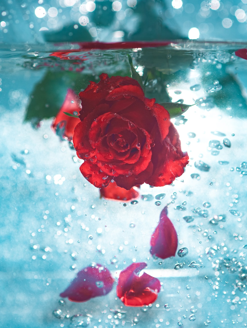 Rose Water Wallpapers