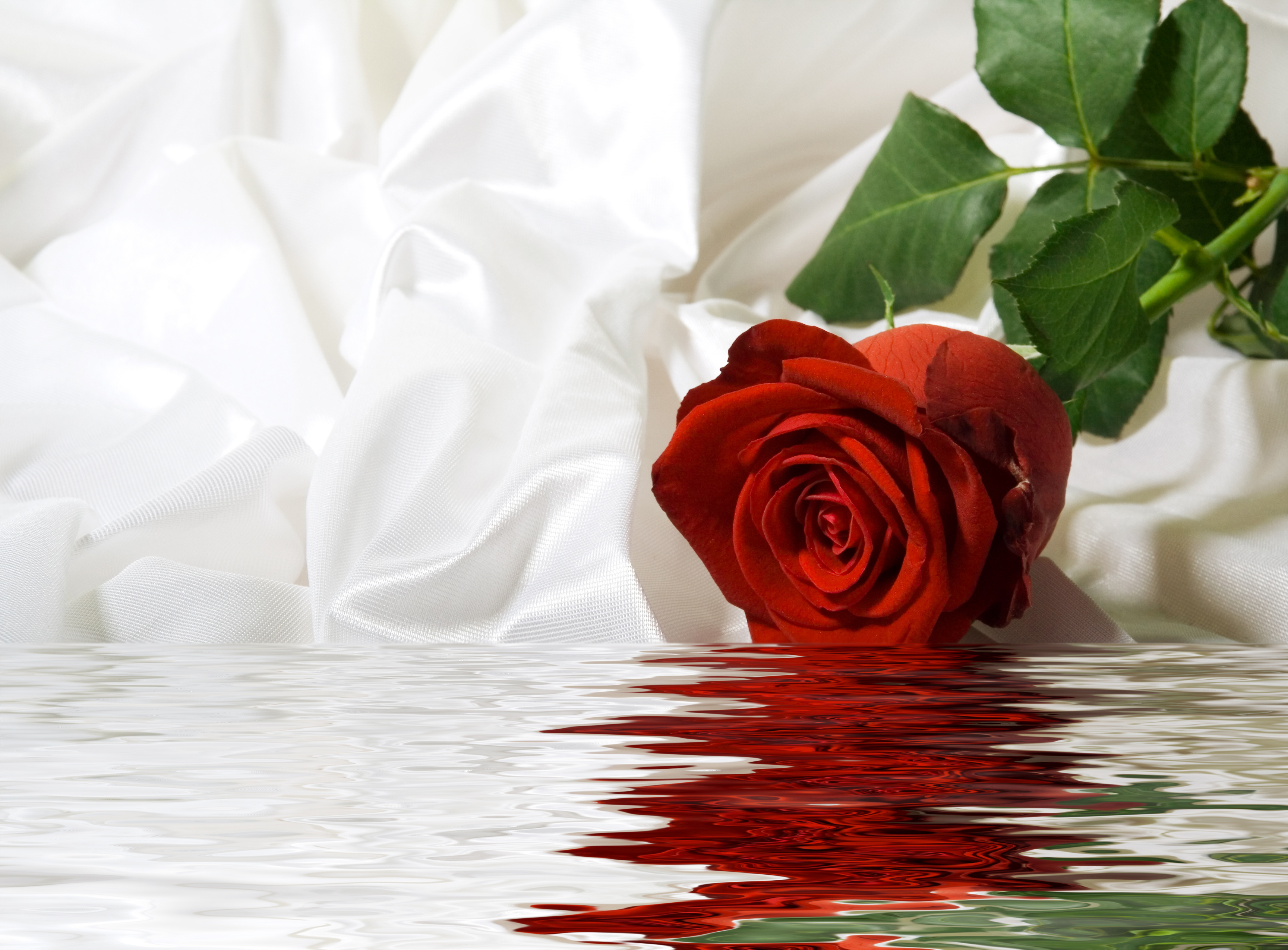 Rose Water Wallpapers