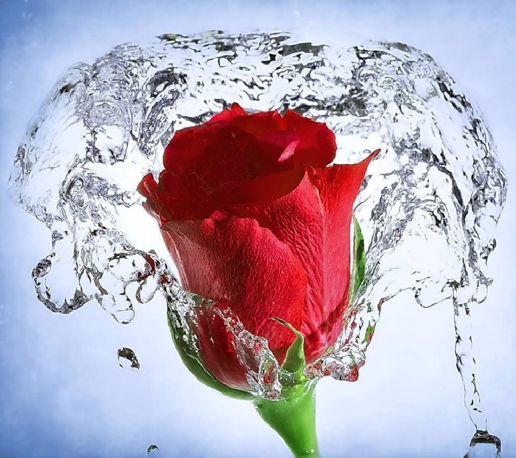 Rose Water Wallpapers