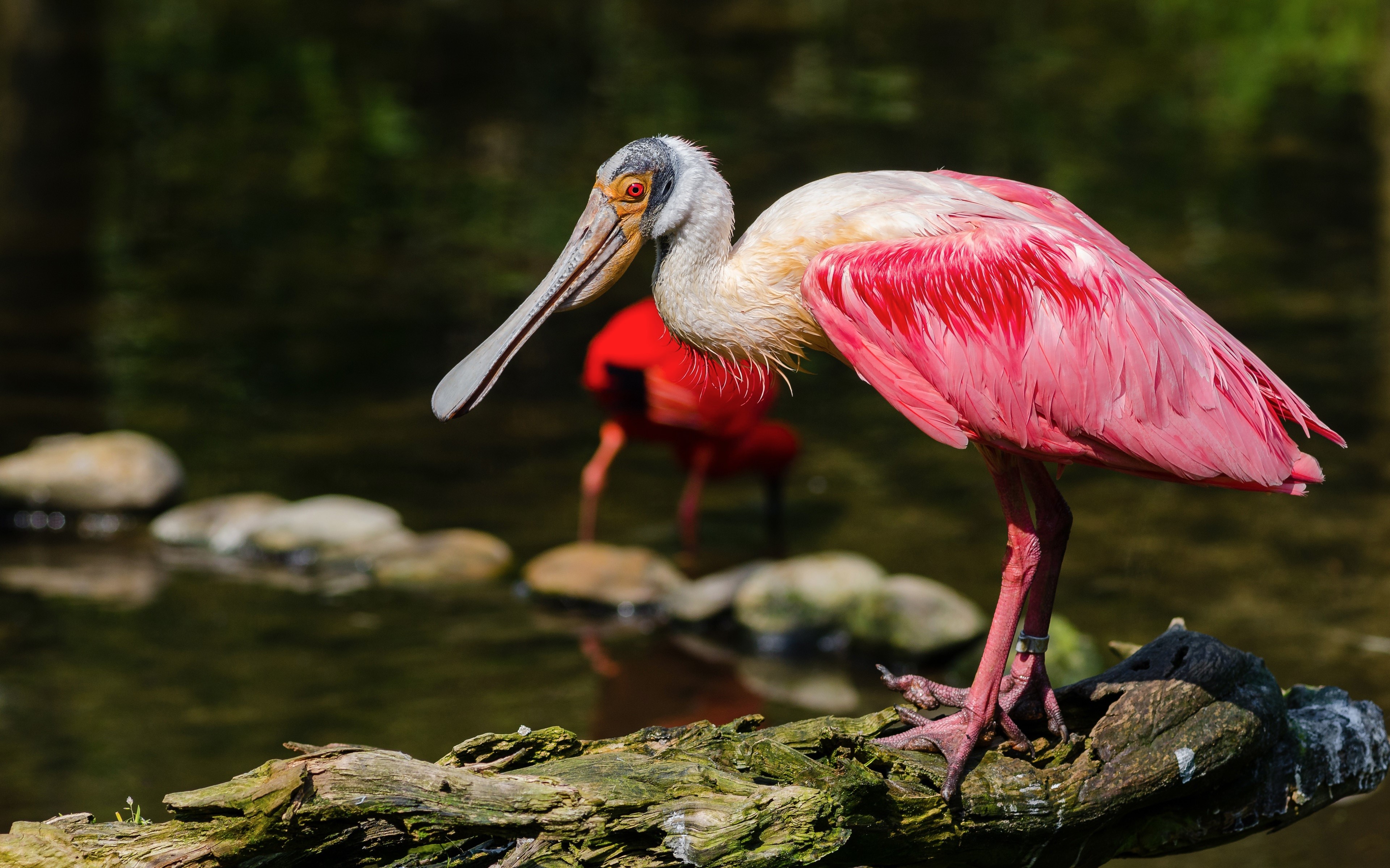 Roseate Spoonbill Wallpapers