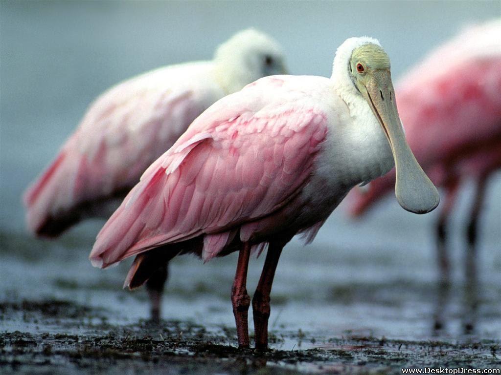 Roseate Spoonbill Wallpapers