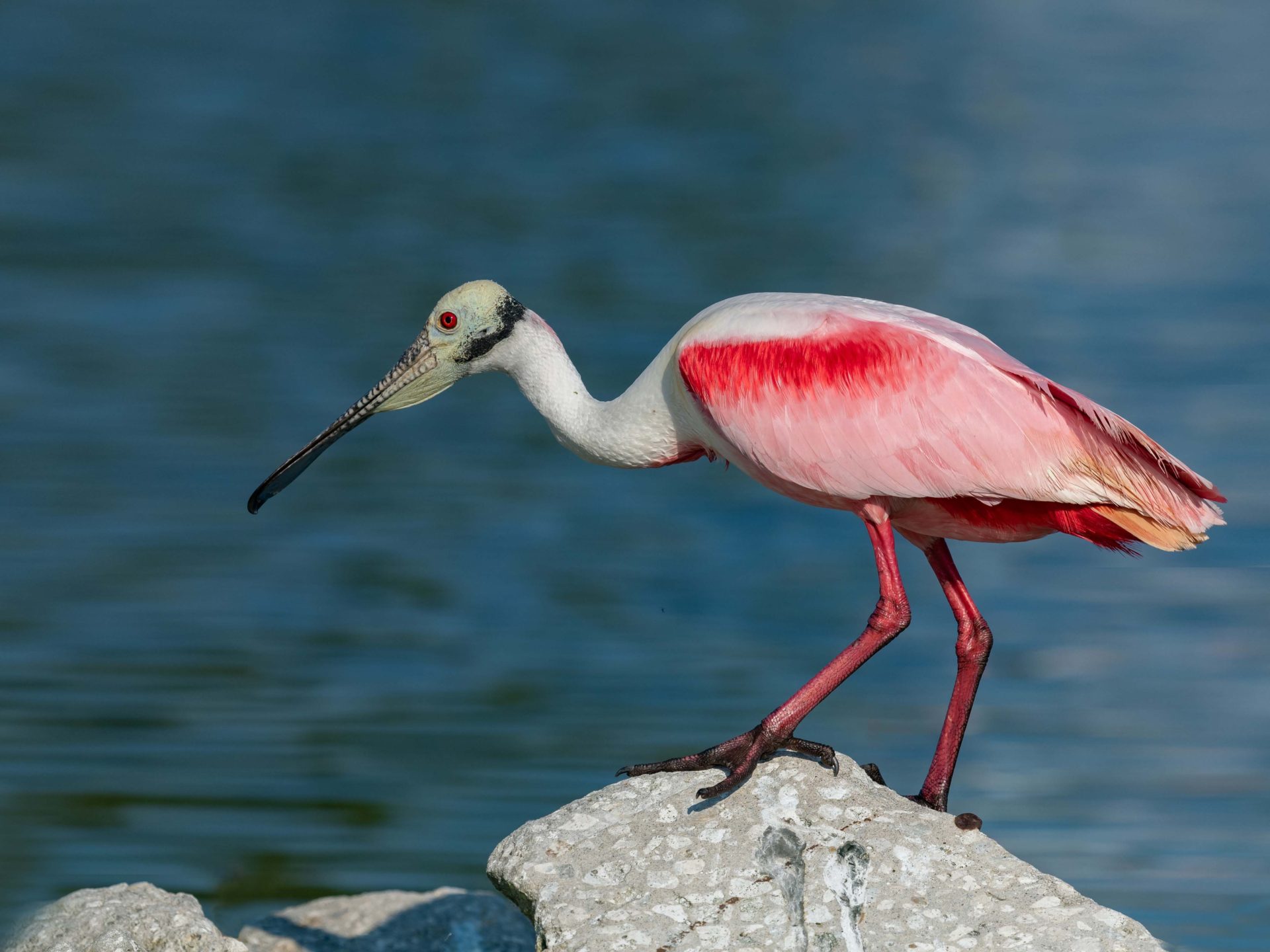 Roseate Spoonbill Wallpapers