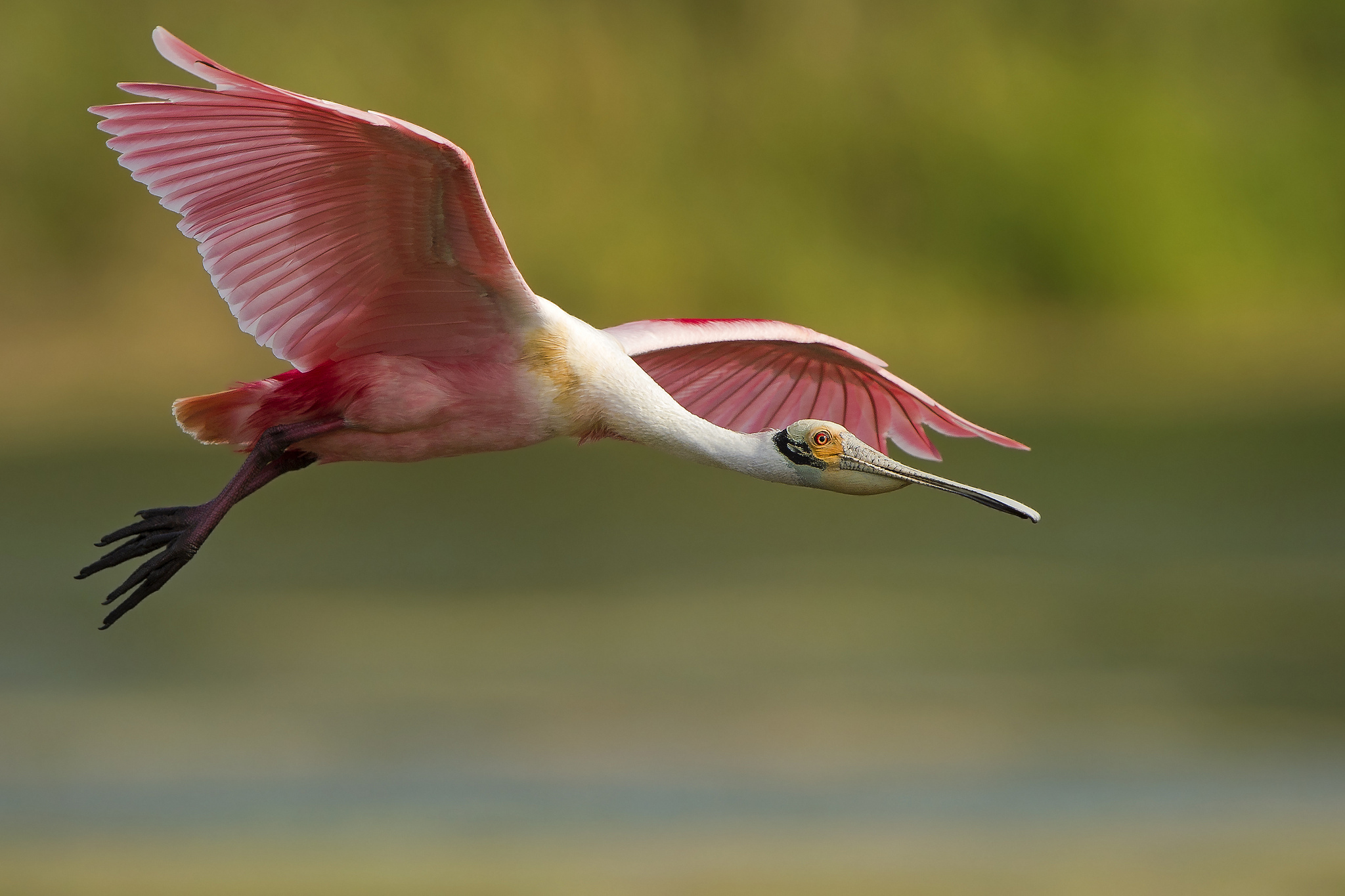 Roseate Spoonbill Wallpapers