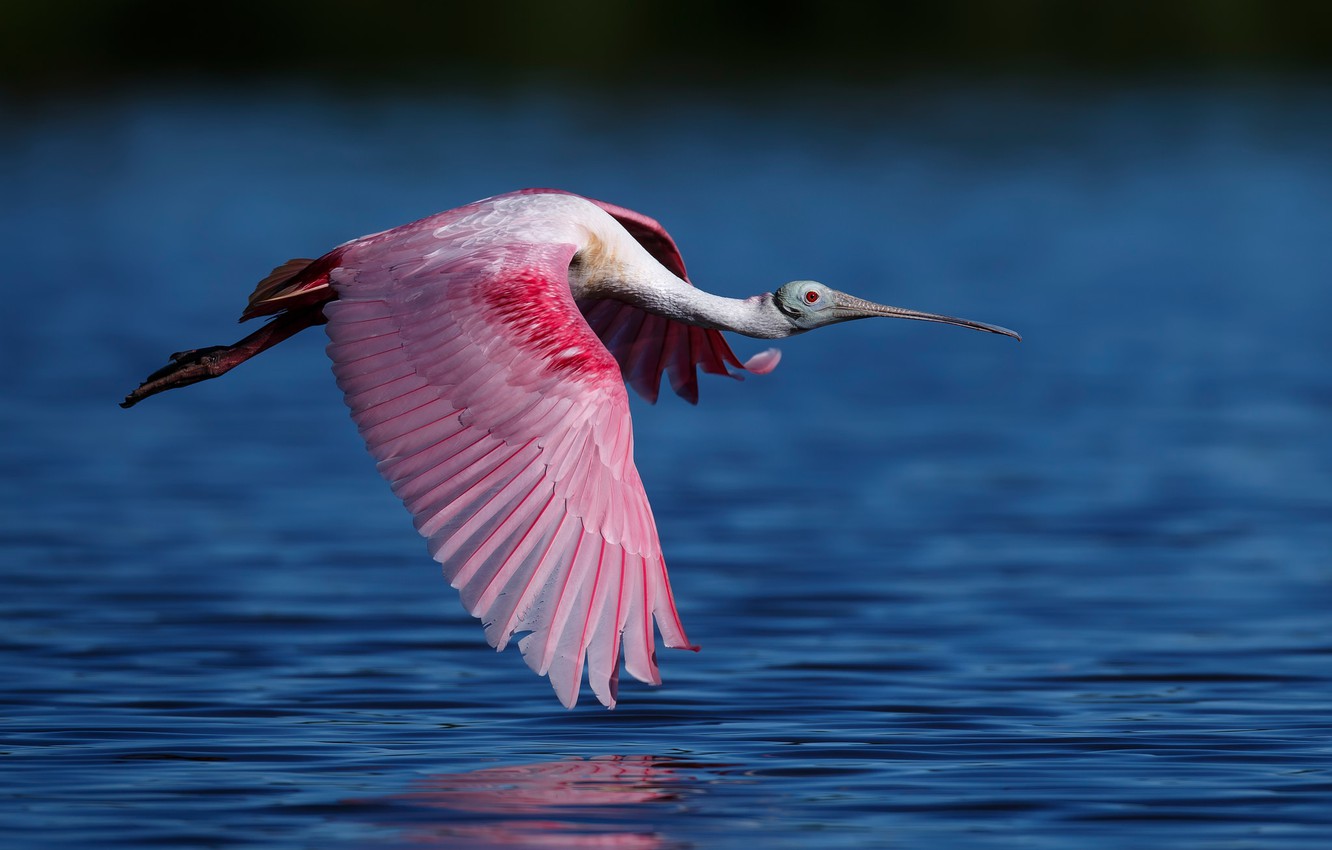 Roseate Spoonbill Wallpapers