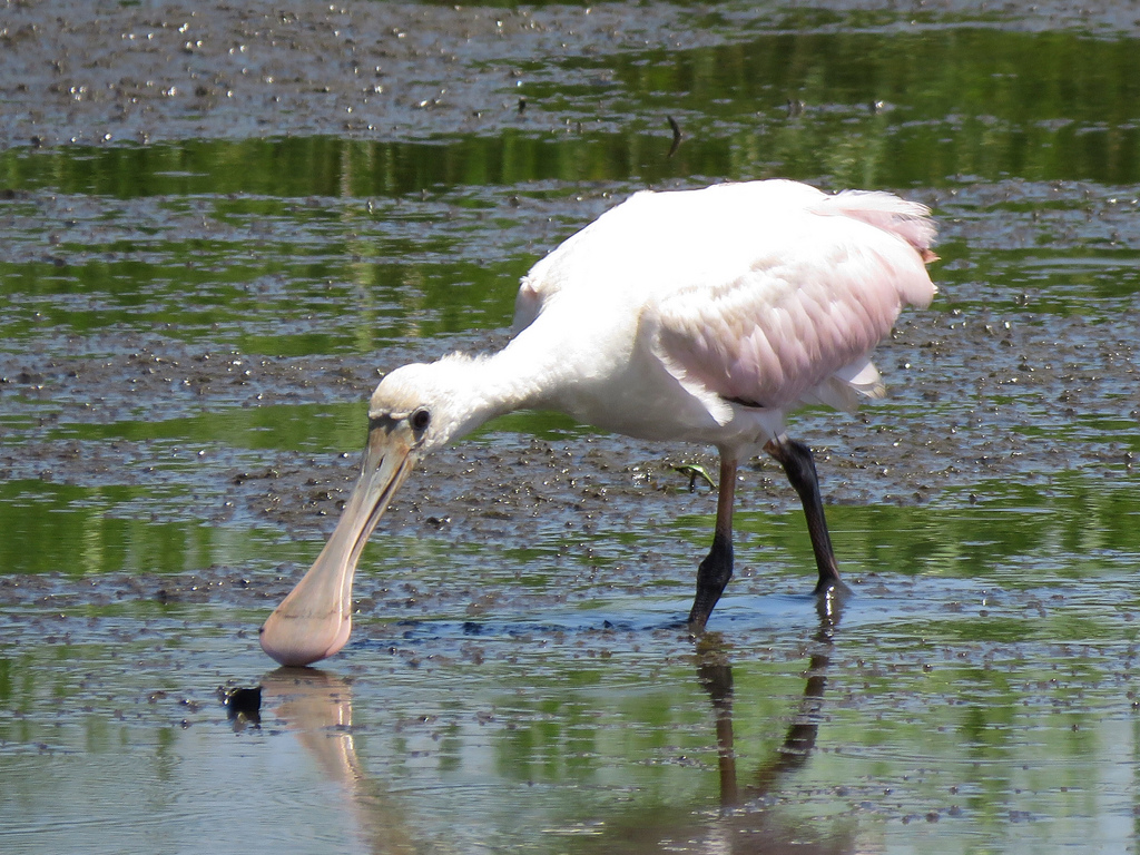 Roseate Spoonbill Wallpapers