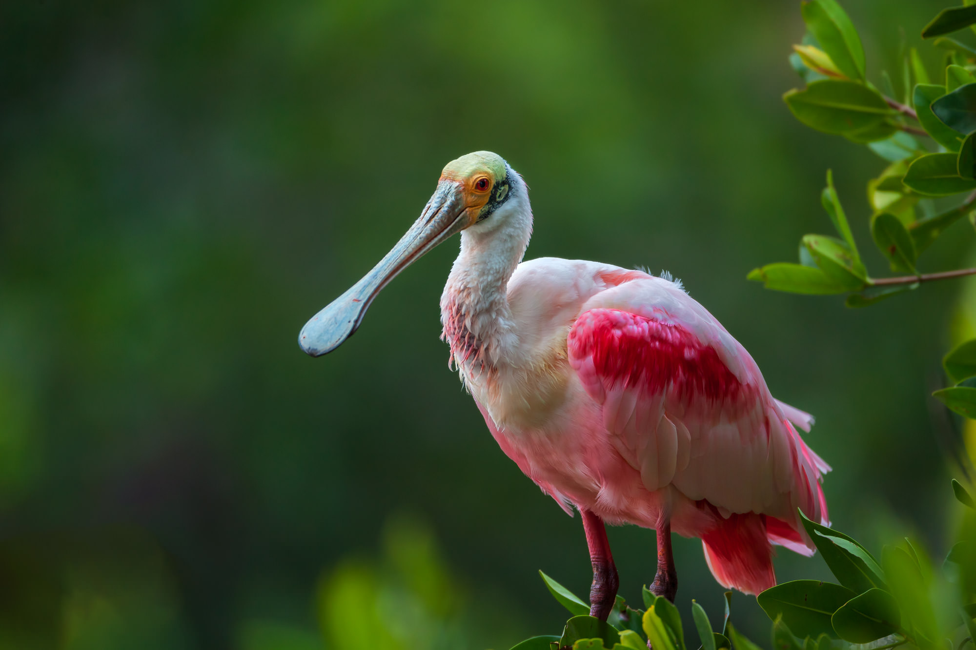 Roseate Spoonbill Wallpapers