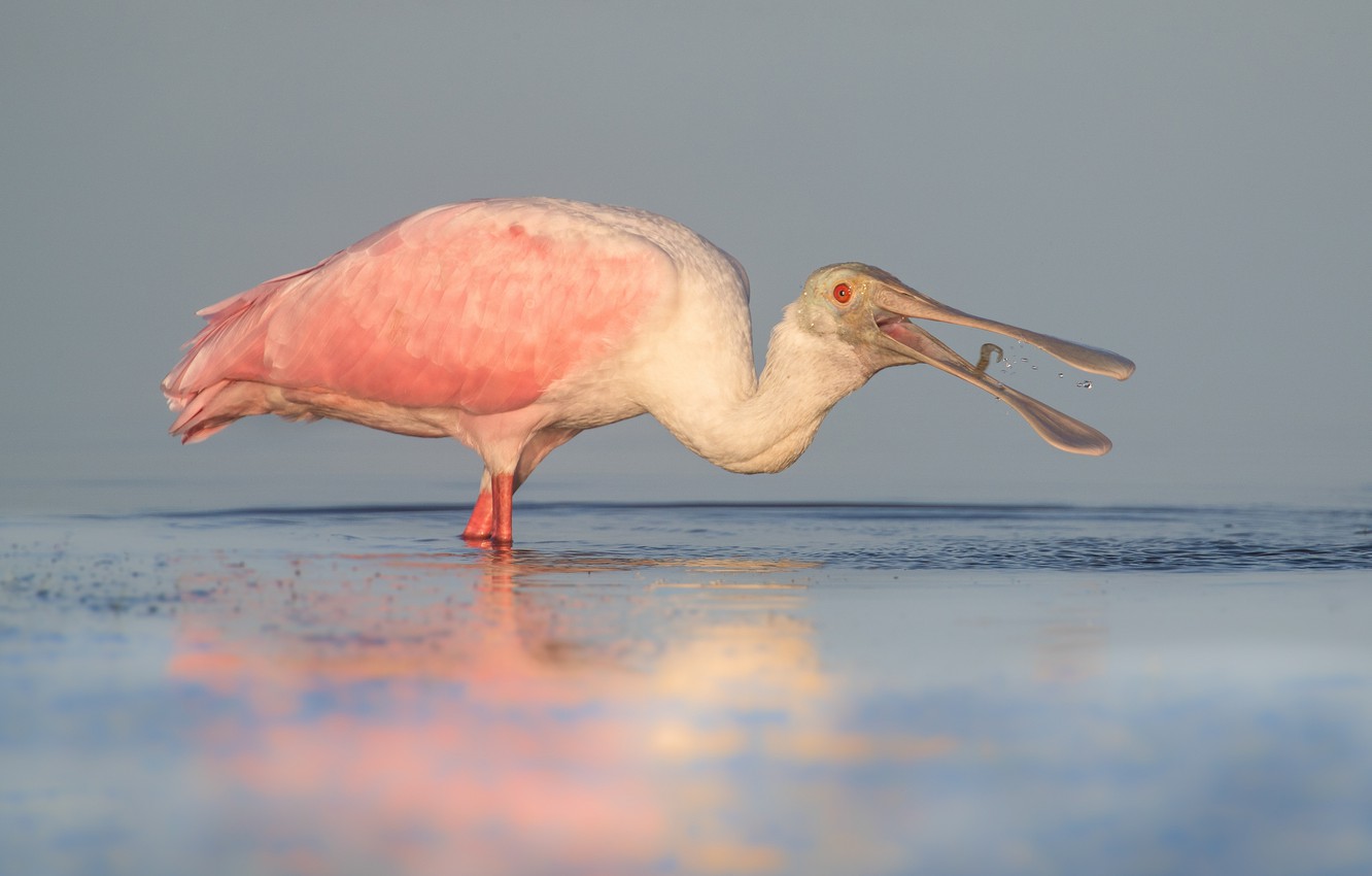 Roseate Spoonbill Wallpapers