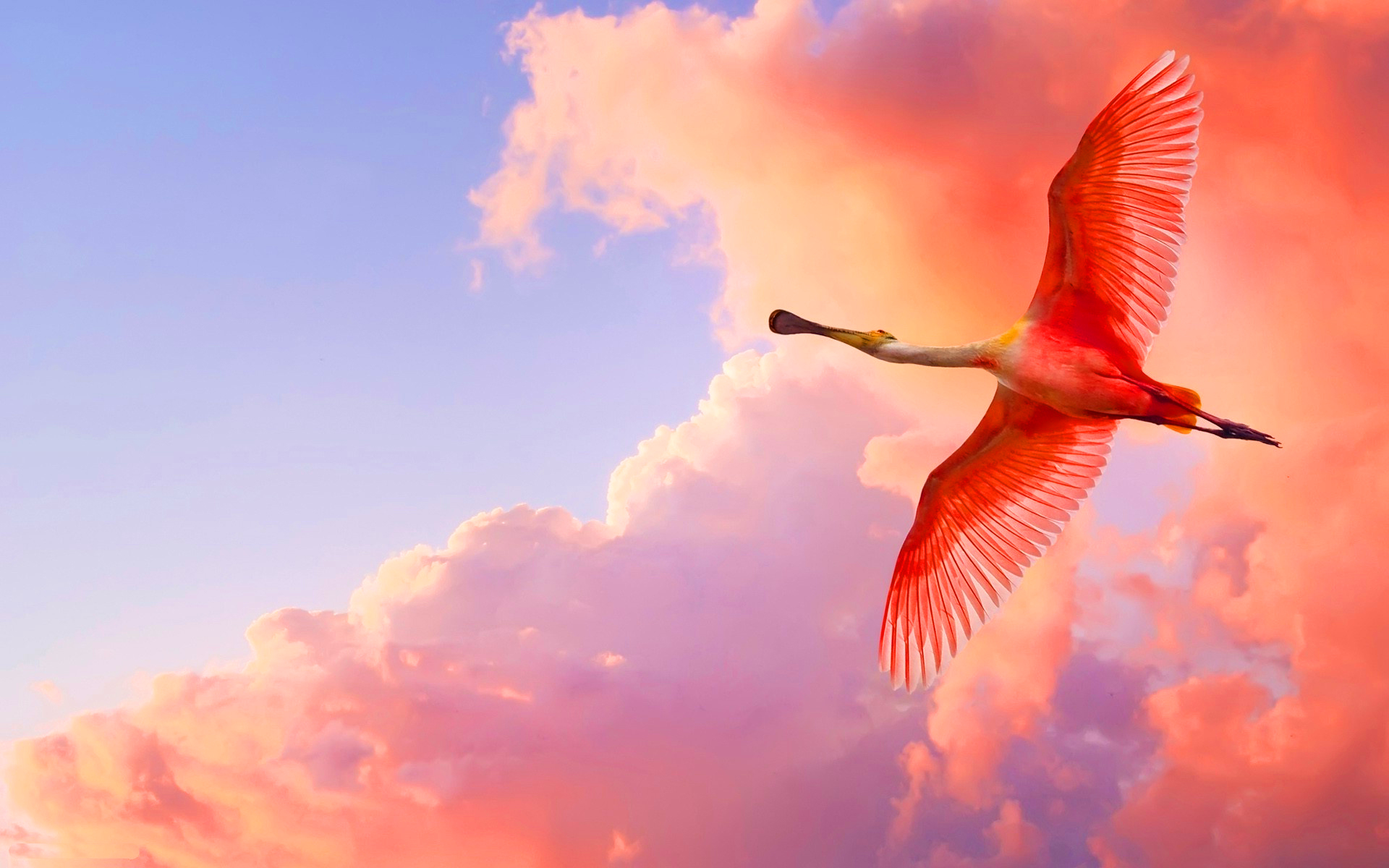 Roseate Spoonbill Wallpapers