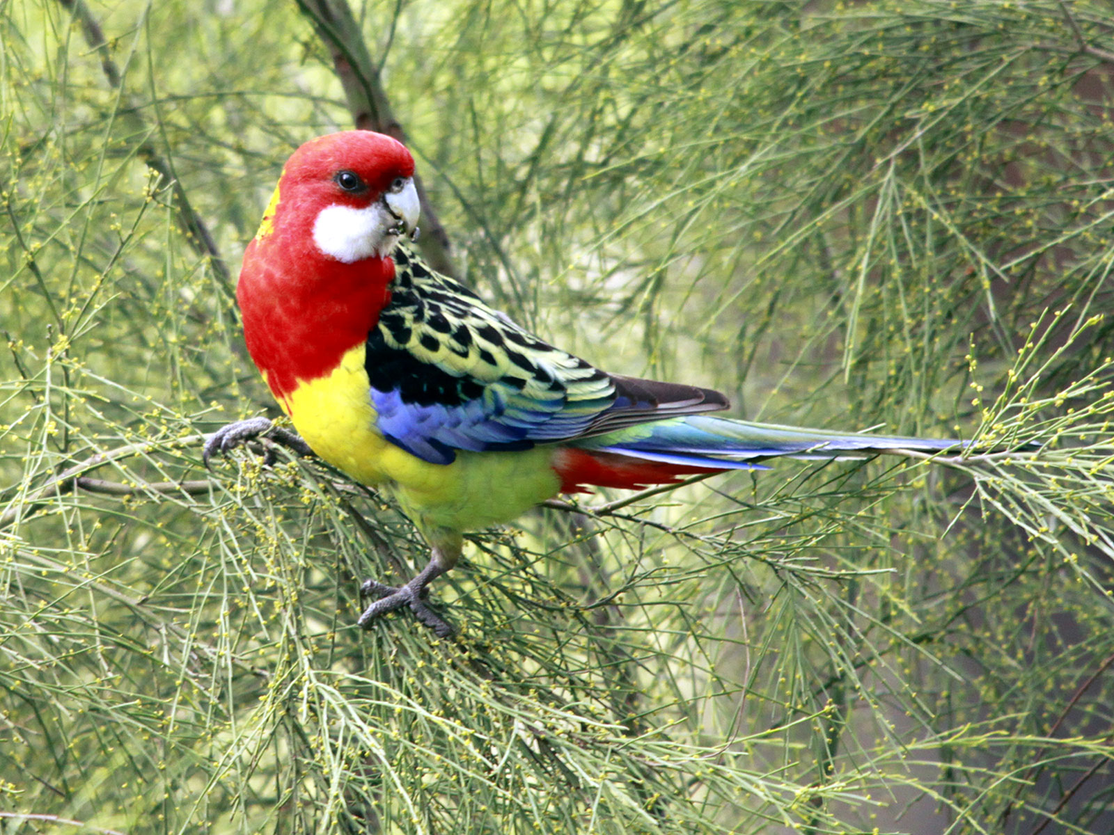 Rosella Wallpapers