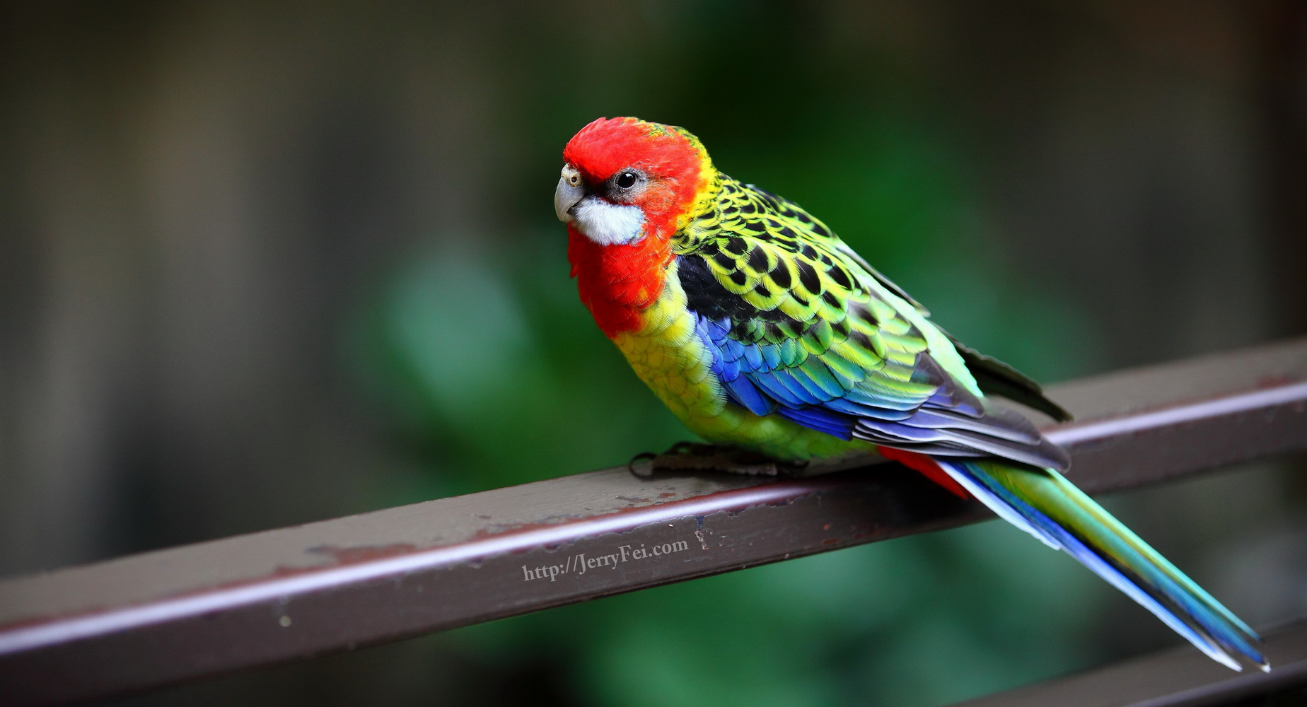 Rosella Wallpapers