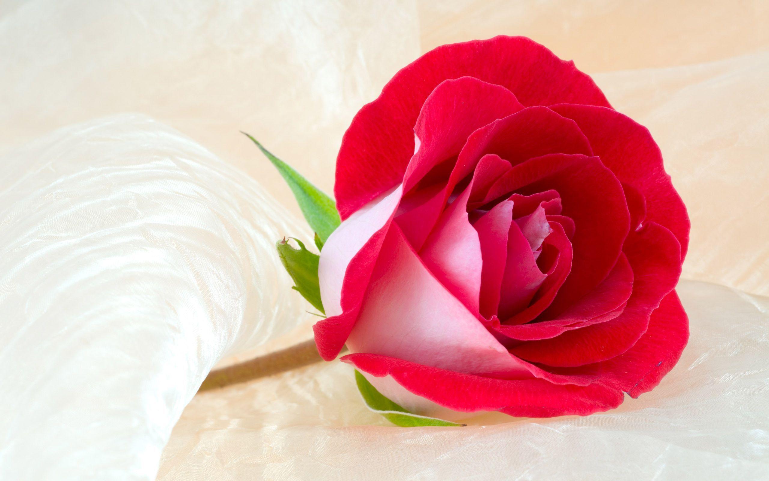 Roses Flower Wallpapers