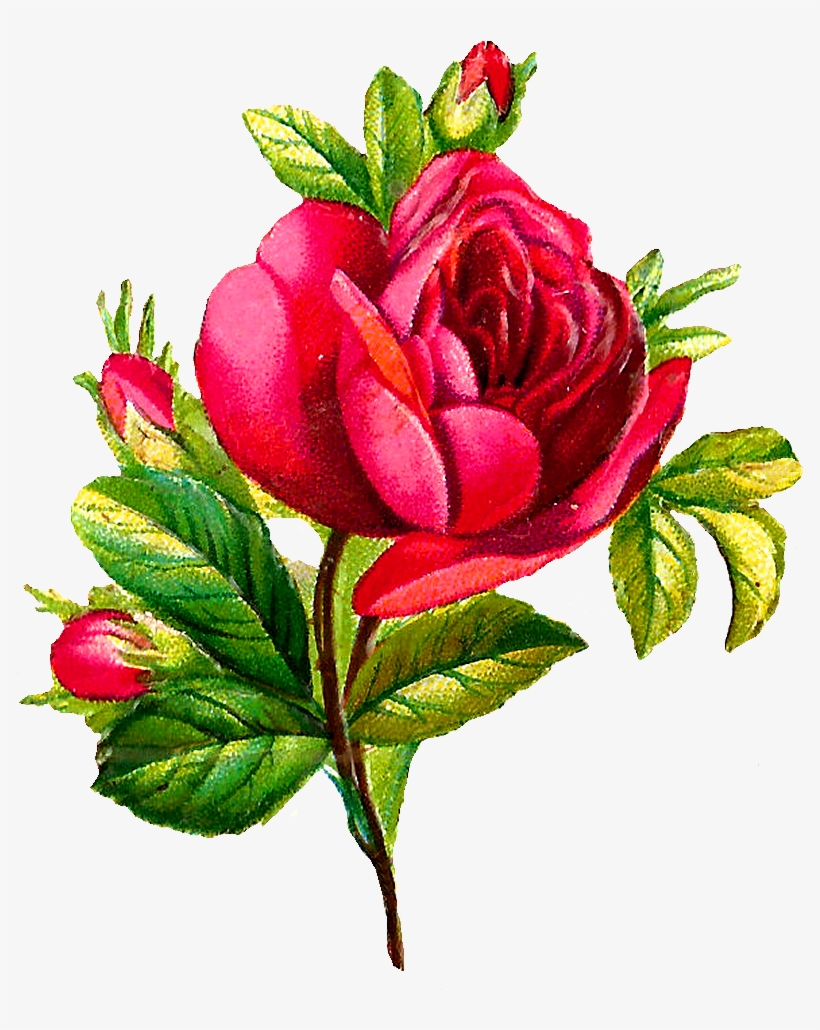 Roses Flower Wallpapers