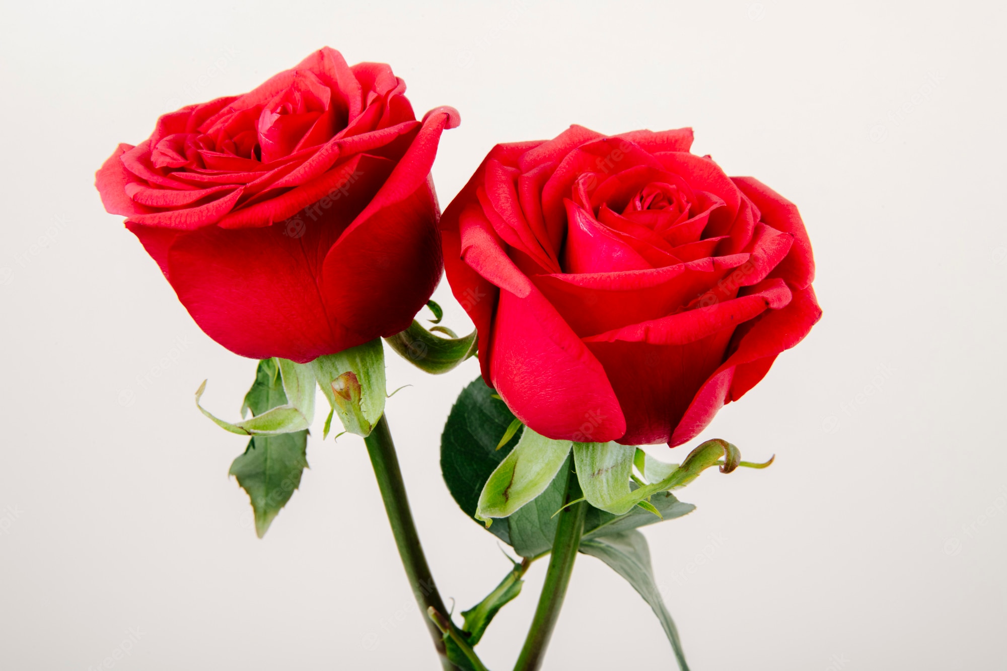 Roses Flower Wallpapers