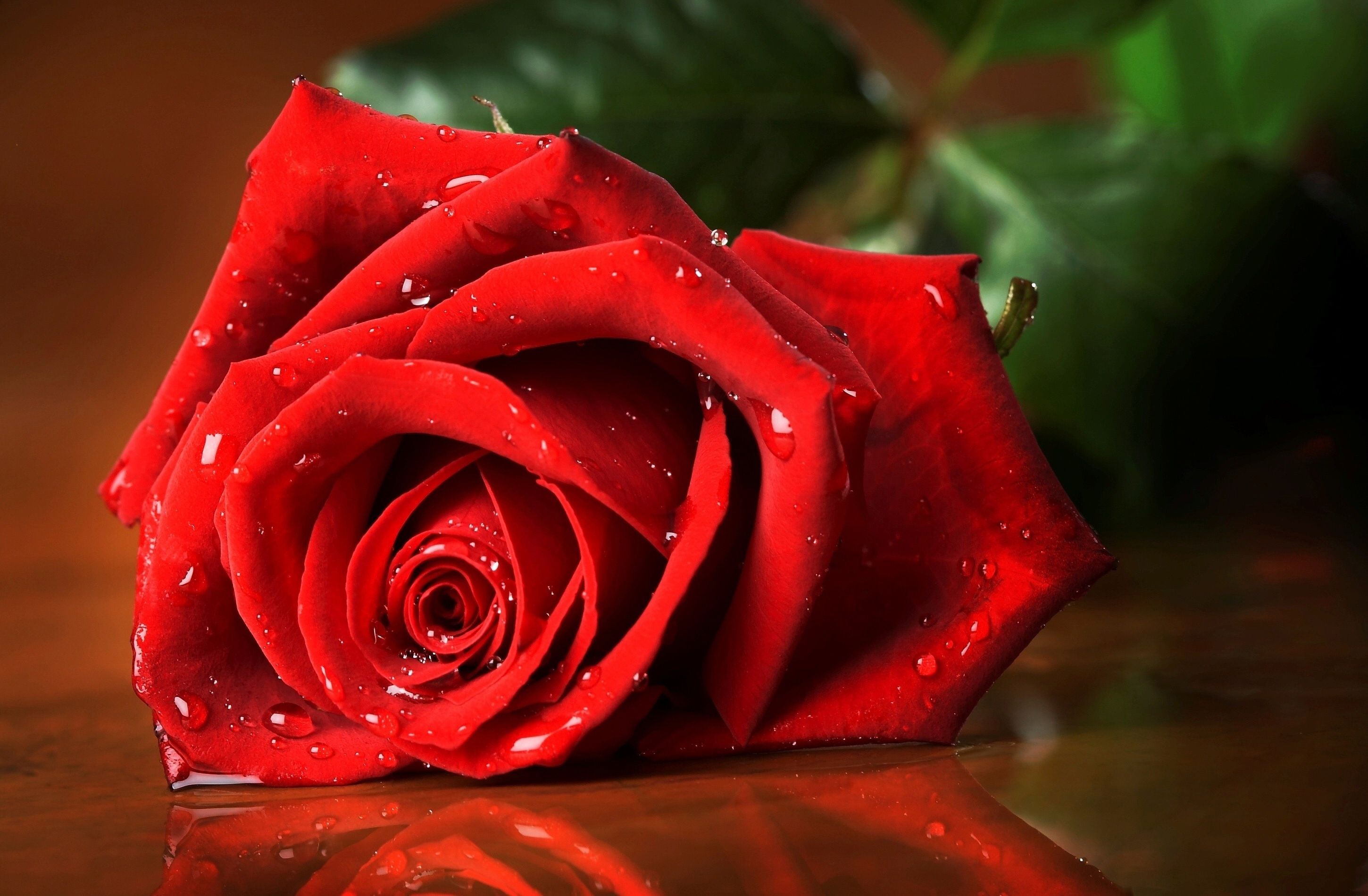 Roses Hd Wallpapers