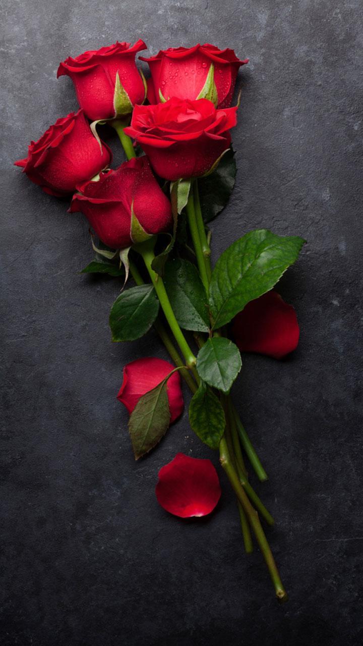 Roses Hd Wallpapers