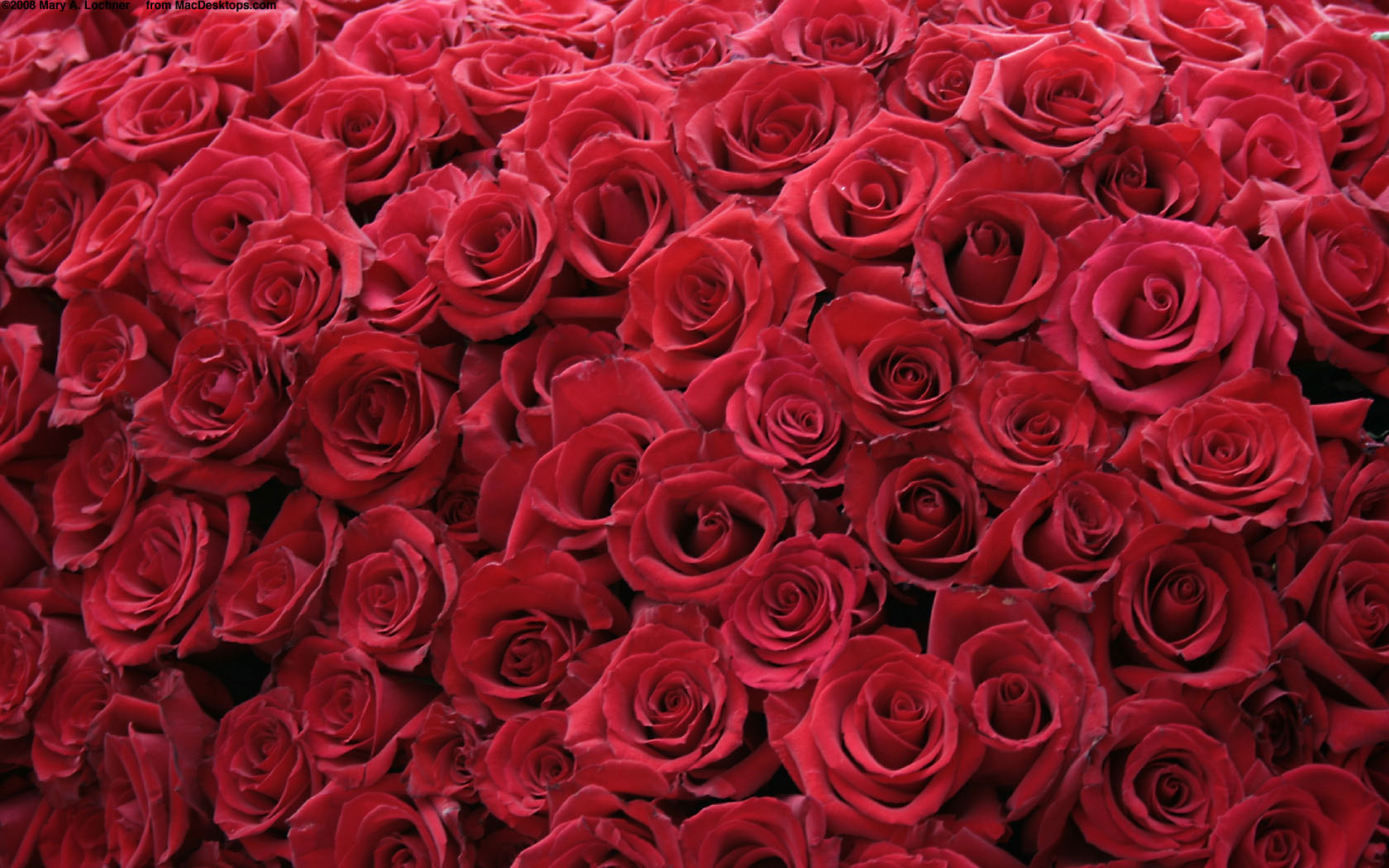 Roses Hd Wallpapers