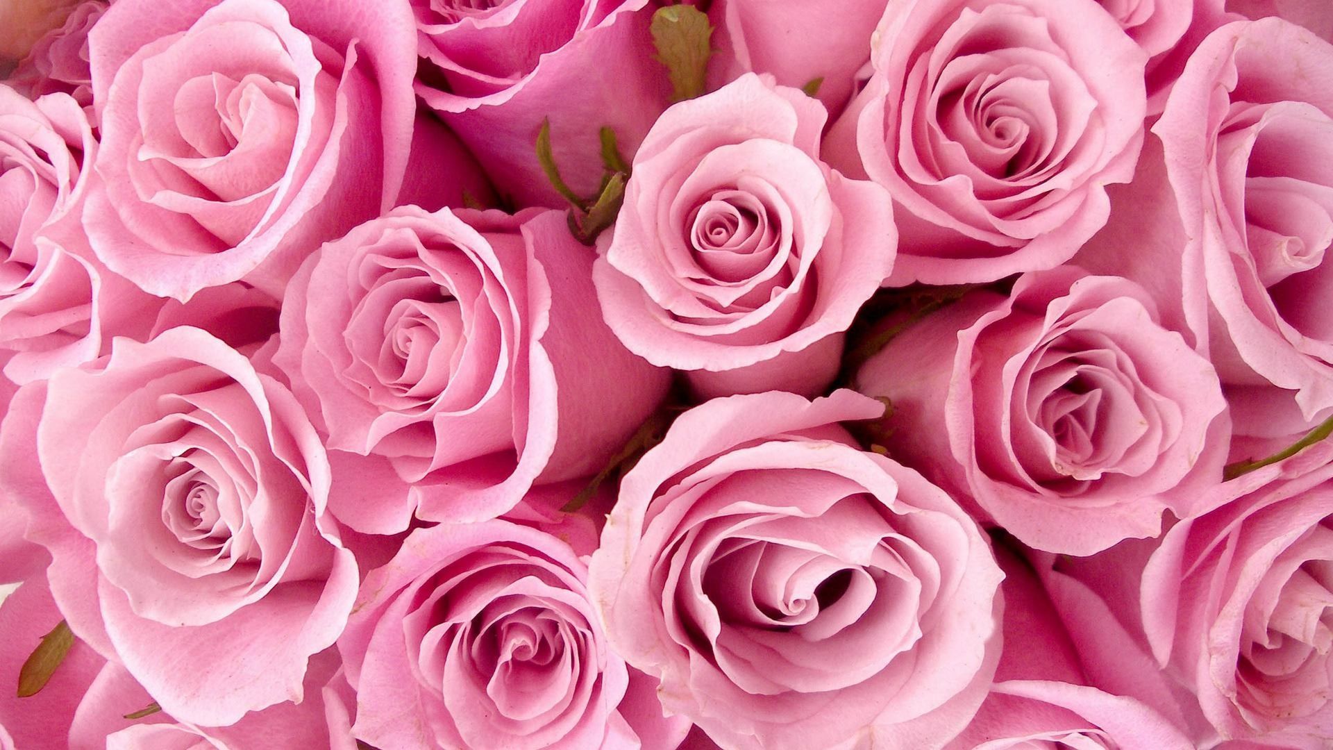 Roses Hd Wallpapers